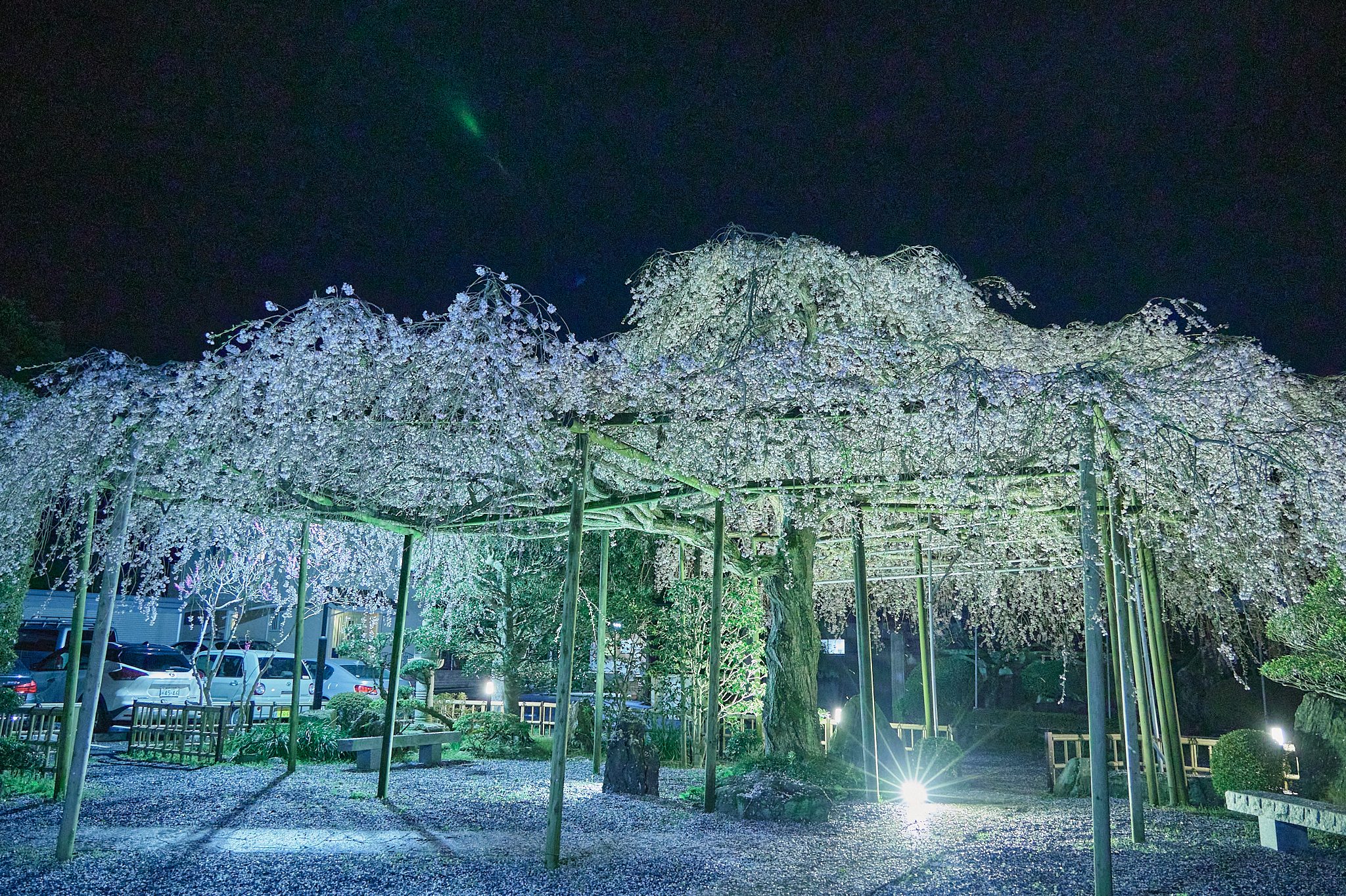 4月理事会・第1例会（お花見）ひたちなかベストライオンズクラブ 茨城 ひたちなか ライオンズクラブ