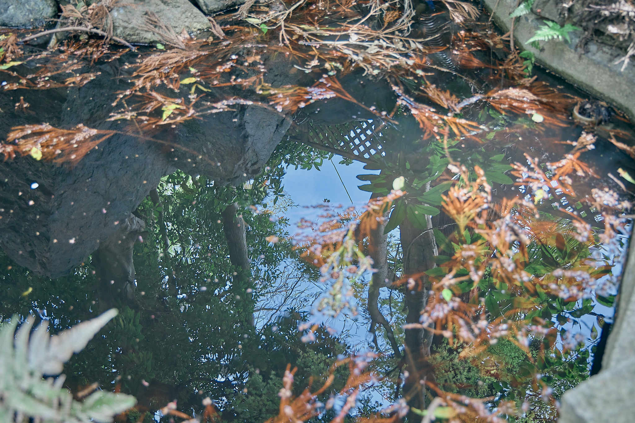 勝田グリーンLC CN45周年記念式典 ひたちなかベストライオンズクラブ 茨城 ひたちなか ライオンズクラブ