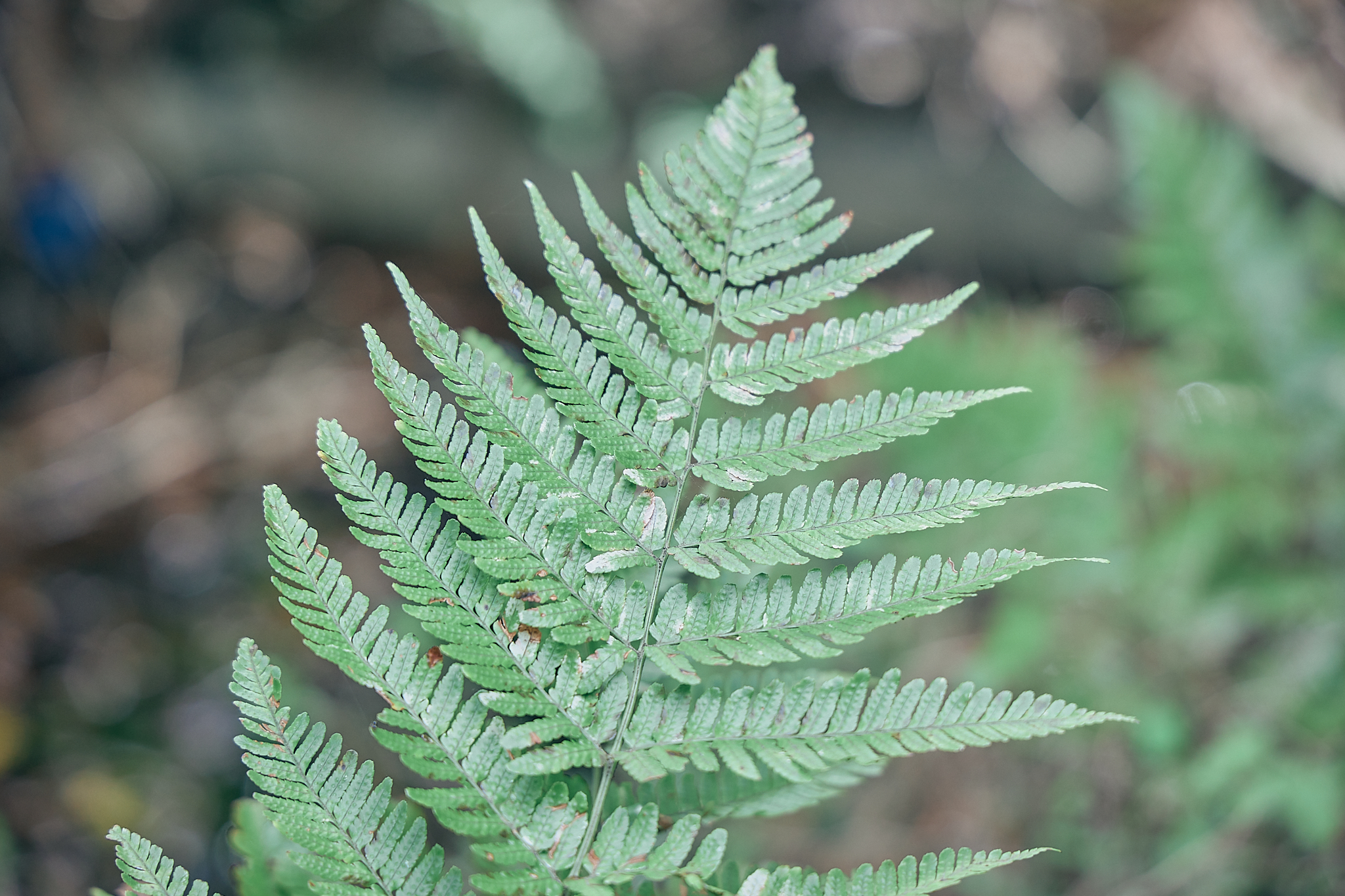 勝田グリーンLC CN45周年記念式典 ひたちなかベストライオンズクラブ 茨城 ひたちなか ライオンズクラブ