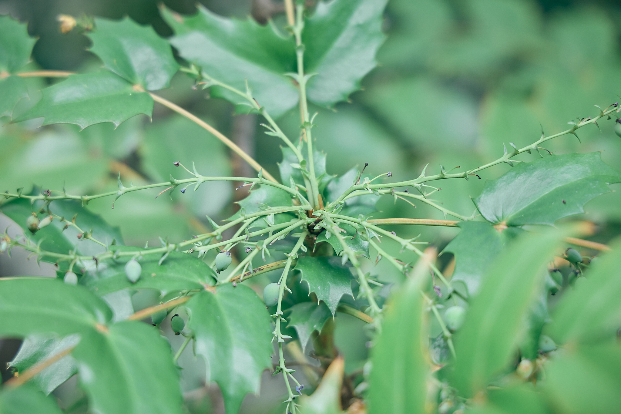 勝田グリーンLC CN45周年記念式典 ひたちなかベストライオンズクラブ 茨城 ひたちなか ライオンズクラブ