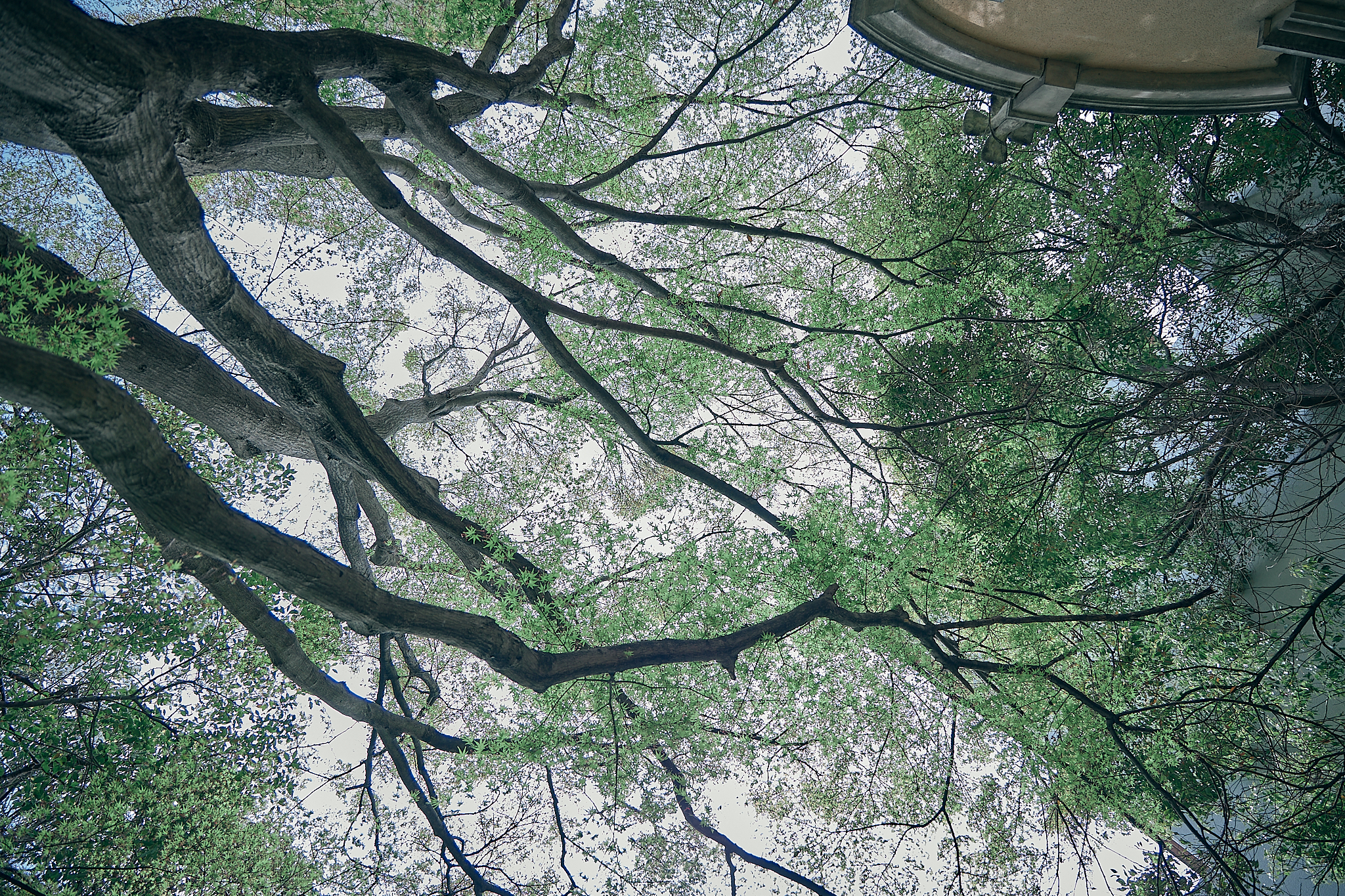 勝田グリーンLC CN45周年記念式典 ひたちなかベストライオンズクラブ 茨城 ひたちなか ライオンズクラブ