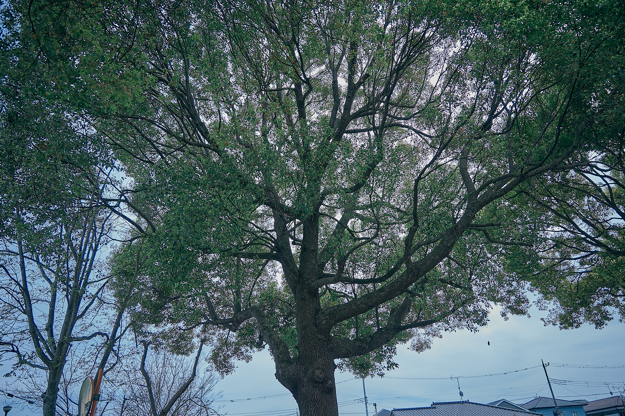 勝田グリーンLC CN45周年記念式典 ひたちなかベストライオンズクラブ 茨城 ひたちなか ライオンズクラブ