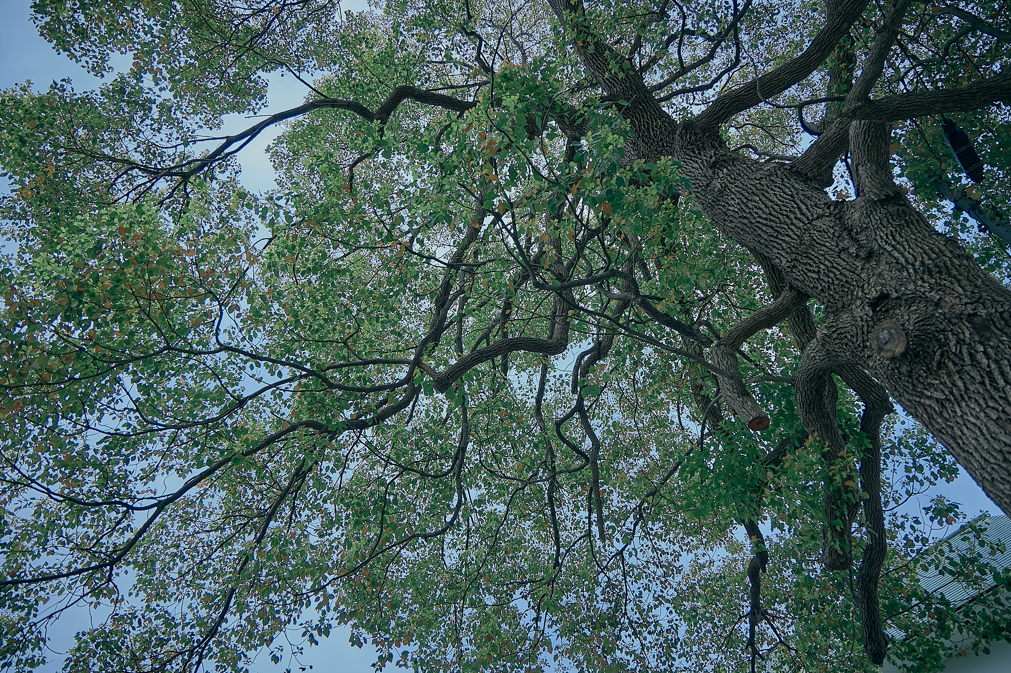 勝田グリーンLC CN45周年記念式典 ひたちなかベストライオンズクラブ 茨城 ひたちなか ライオンズクラブ