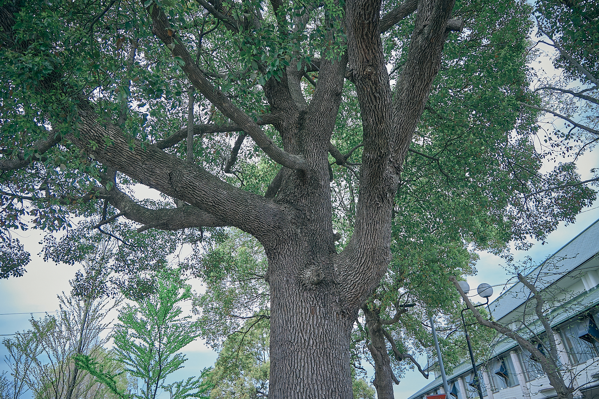 勝田グリーンLC CN45周年記念式典 ひたちなかベストライオンズクラブ 茨城 ひたちなか ライオンズクラブ