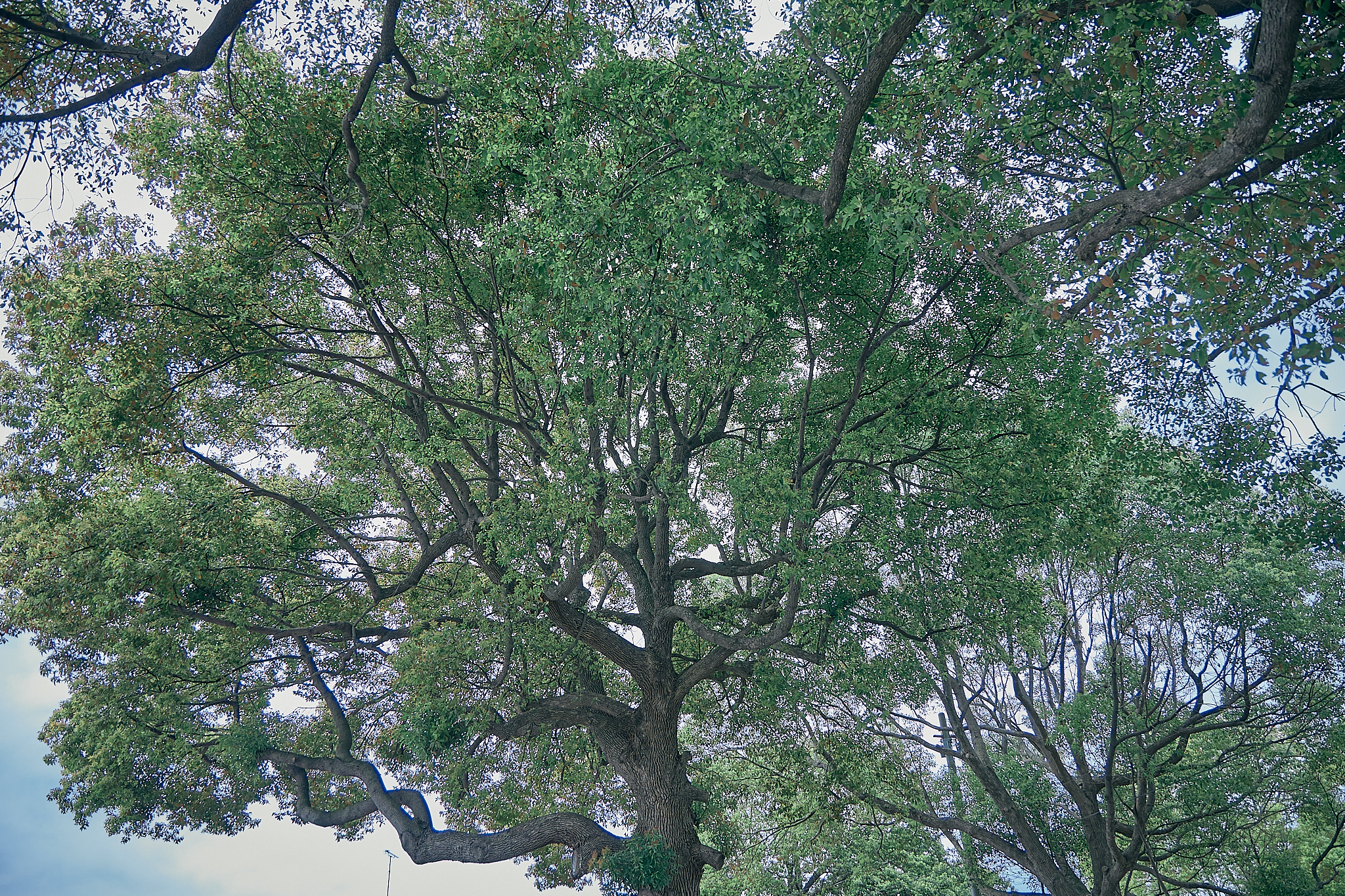 勝田グリーンLC CN45周年記念式典 ひたちなかベストライオンズクラブ 茨城 ひたちなか ライオンズクラブ