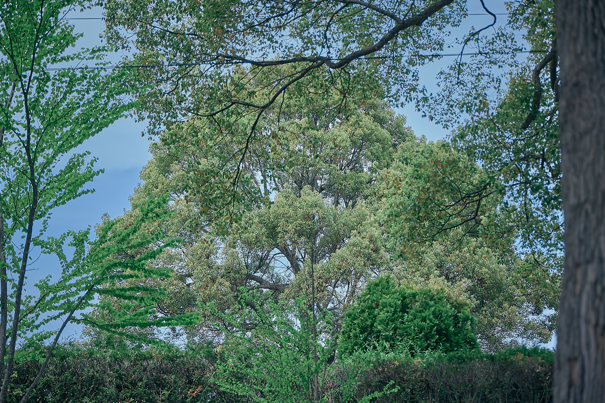 勝田グリーンLC CN45周年記念式典 ひたちなかベストライオンズクラブ 茨城 ひたちなか ライオンズクラブ