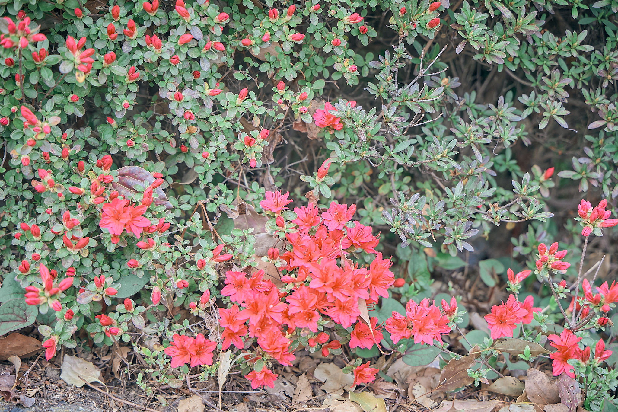 勝田グリーンLC CN45周年記念式典 ひたちなかベストライオンズクラブ 茨城 ひたちなか ライオンズクラブ