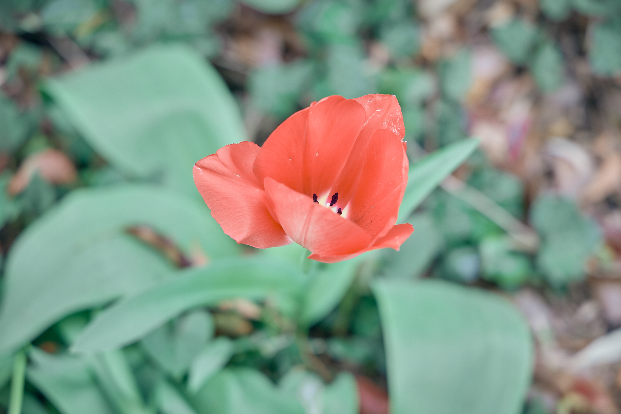 勝田グリーンLC CN45周年記念式典 ひたちなかベストライオンズクラブ 茨城 ひたちなか ライオンズクラブ