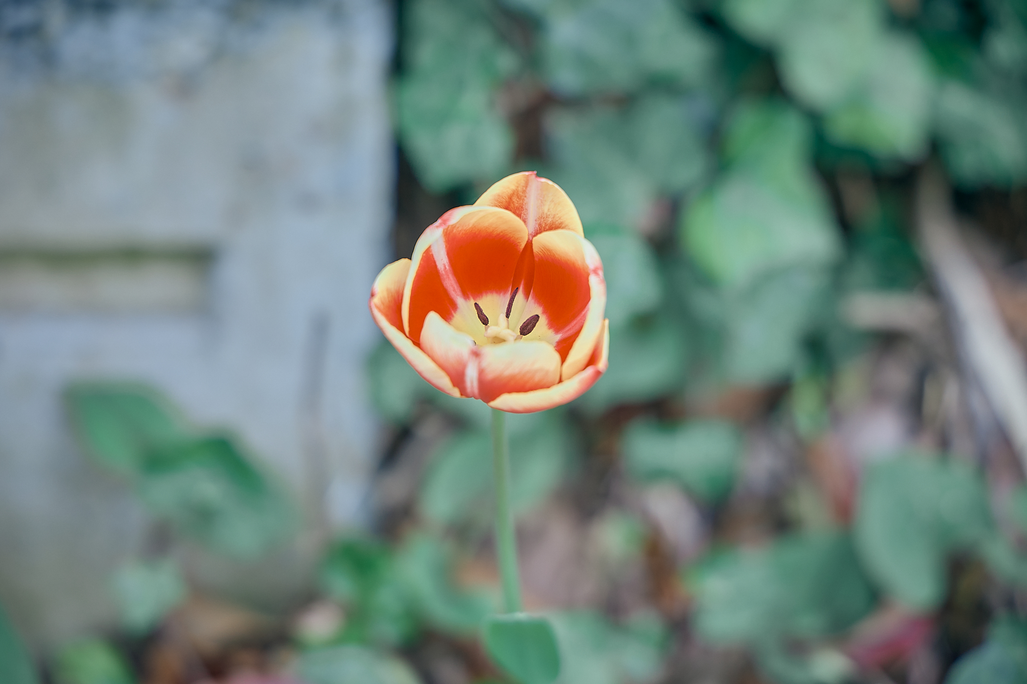 勝田グリーンLC CN45周年記念式典 ひたちなかベストライオンズクラブ 茨城 ひたちなか ライオンズクラブ