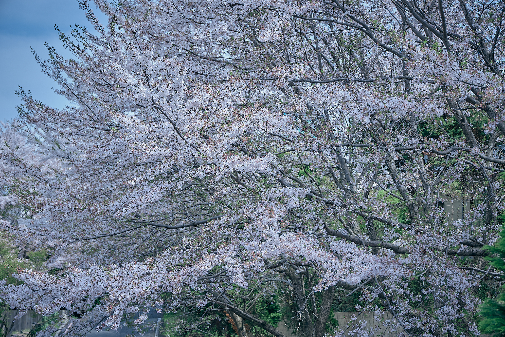 勝田グリーンLC CN45周年記念式典 ひたちなかベストライオンズクラブ 茨城 ひたちなか ライオンズクラブ