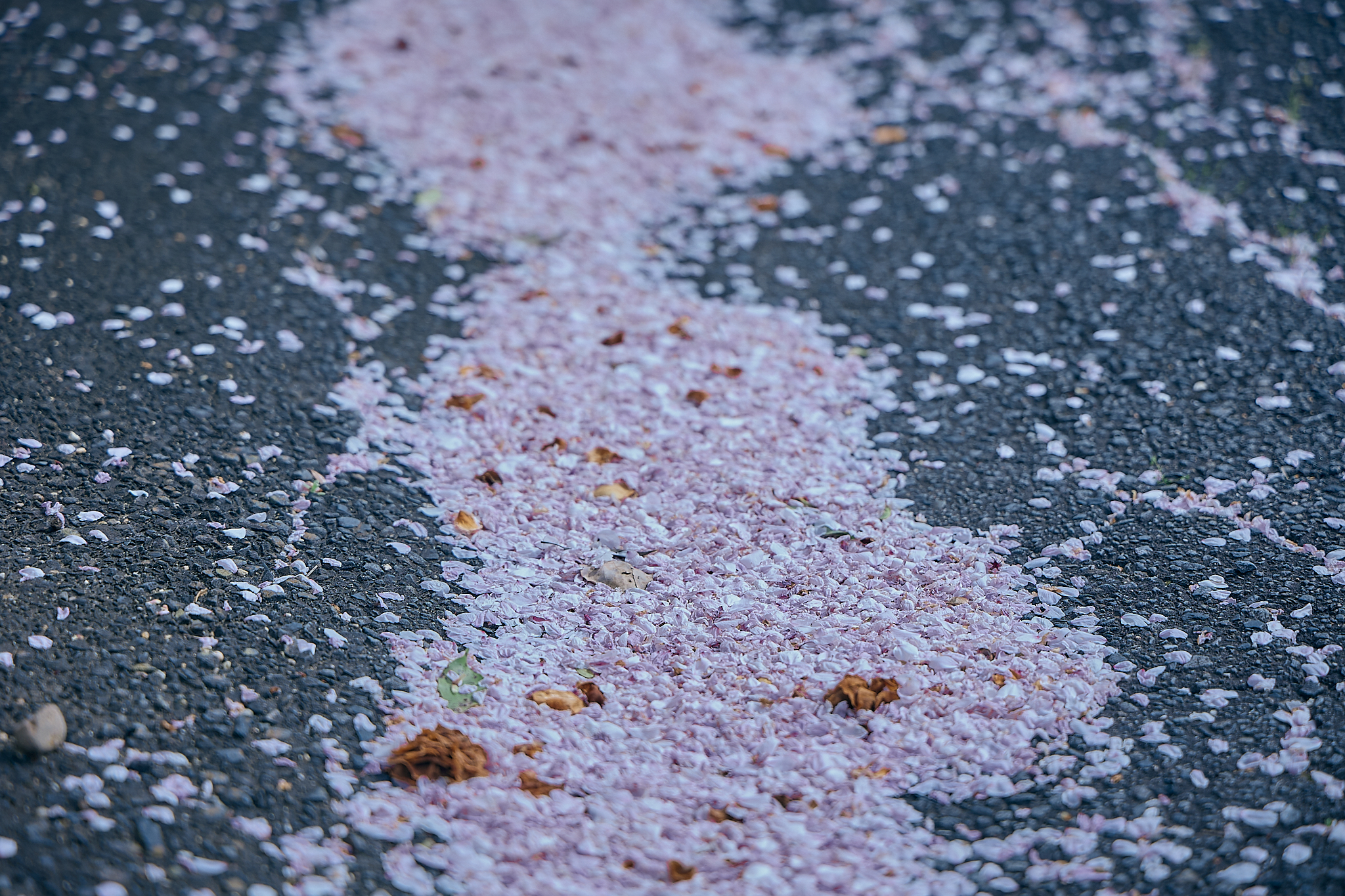 勝田グリーンLC CN45周年記念式典 ひたちなかベストライオンズクラブ 茨城 ひたちなか ライオンズクラブ