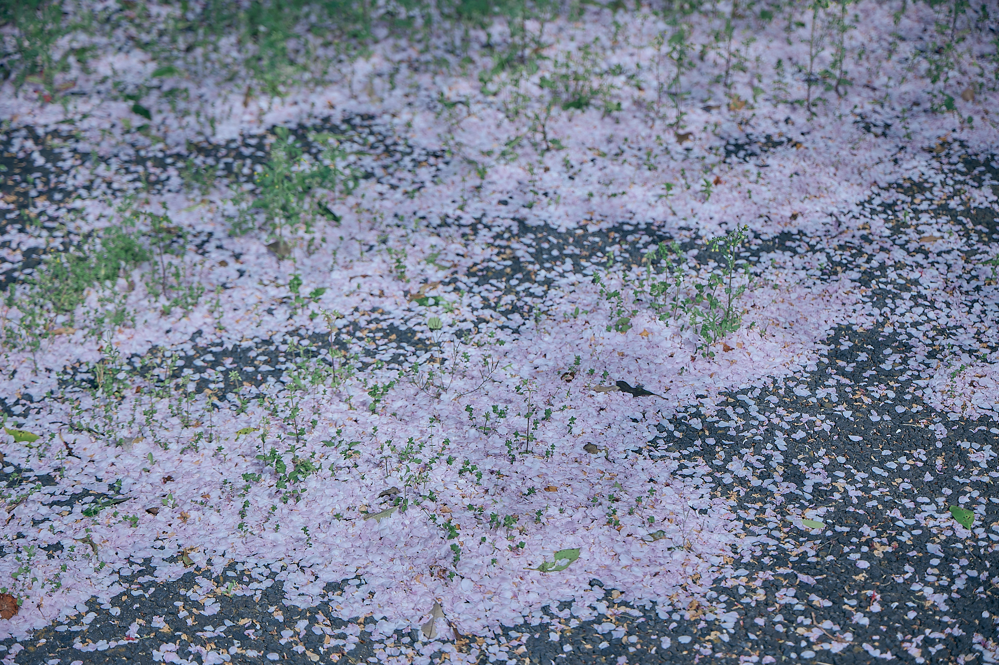 勝田グリーンLC CN45周年記念式典 ひたちなかベストライオンズクラブ 茨城 ひたちなか ライオンズクラブ