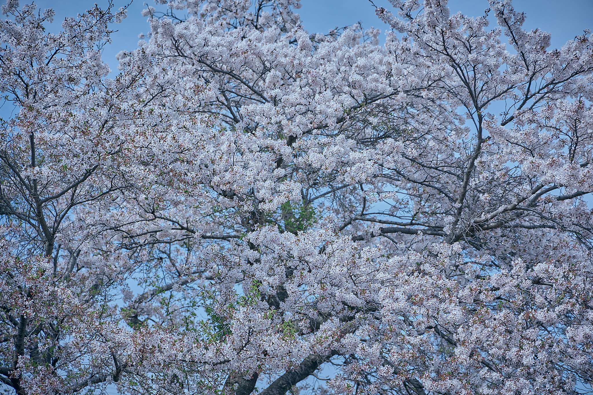 勝田グリーンLC CN45周年記念式典 ひたちなかベストライオンズクラブ 茨城 ひたちなか ライオンズクラブ