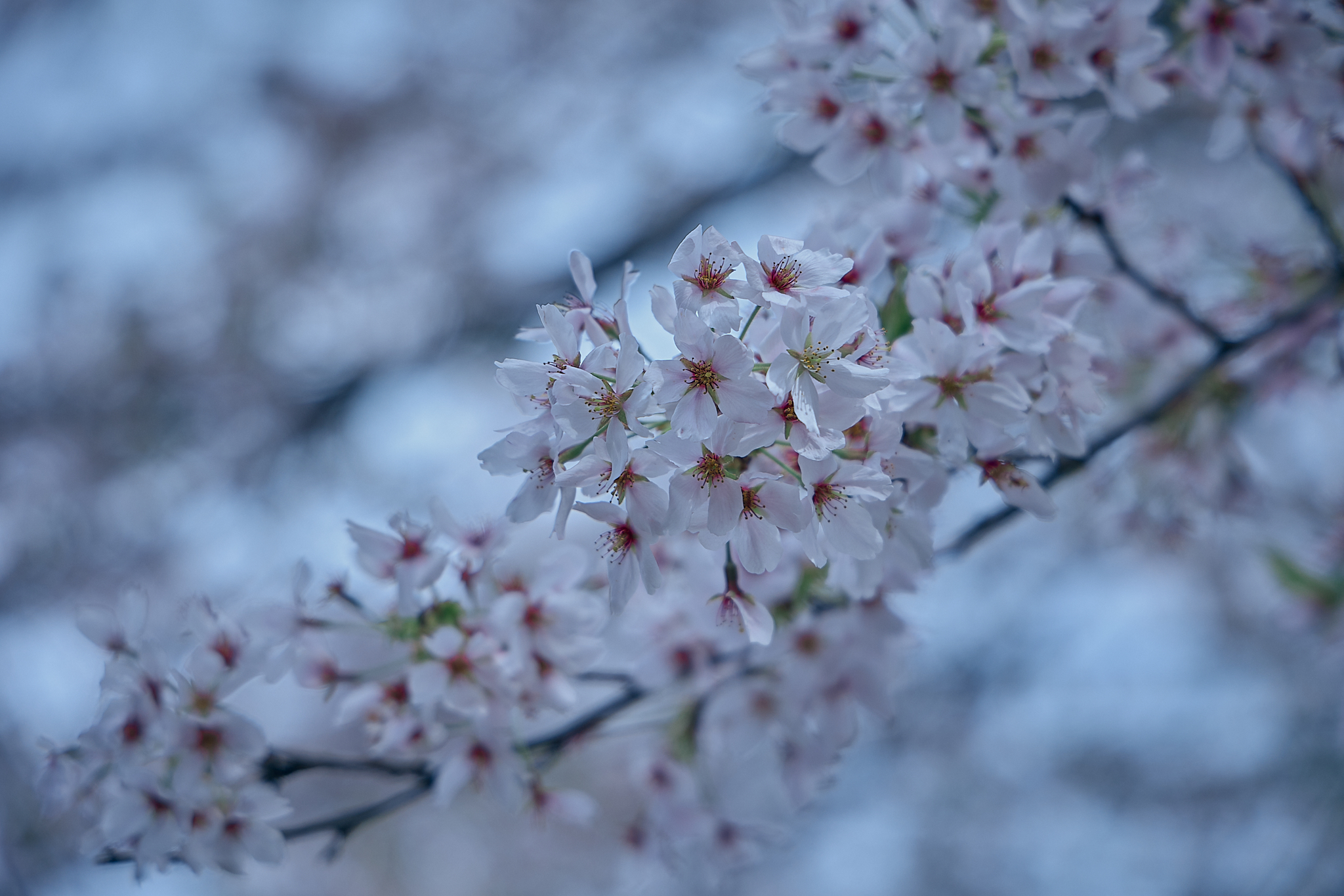 勝田グリーンLC CN45周年記念式典 ひたちなかベストライオンズクラブ 茨城 ひたちなか ライオンズクラブ