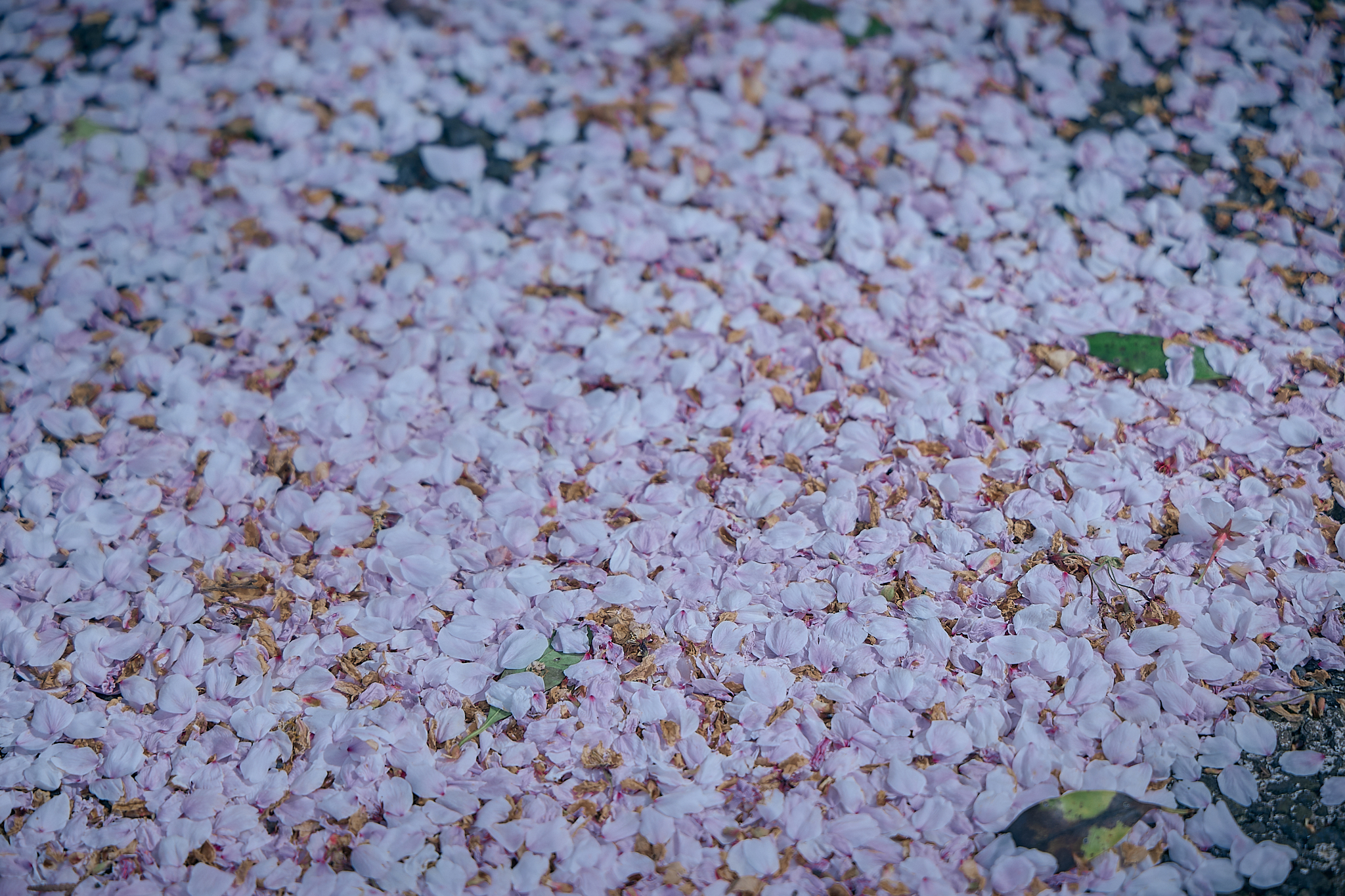 勝田グリーンLC CN45周年記念式典 ひたちなかベストライオンズクラブ 茨城 ひたちなか ライオンズクラブ