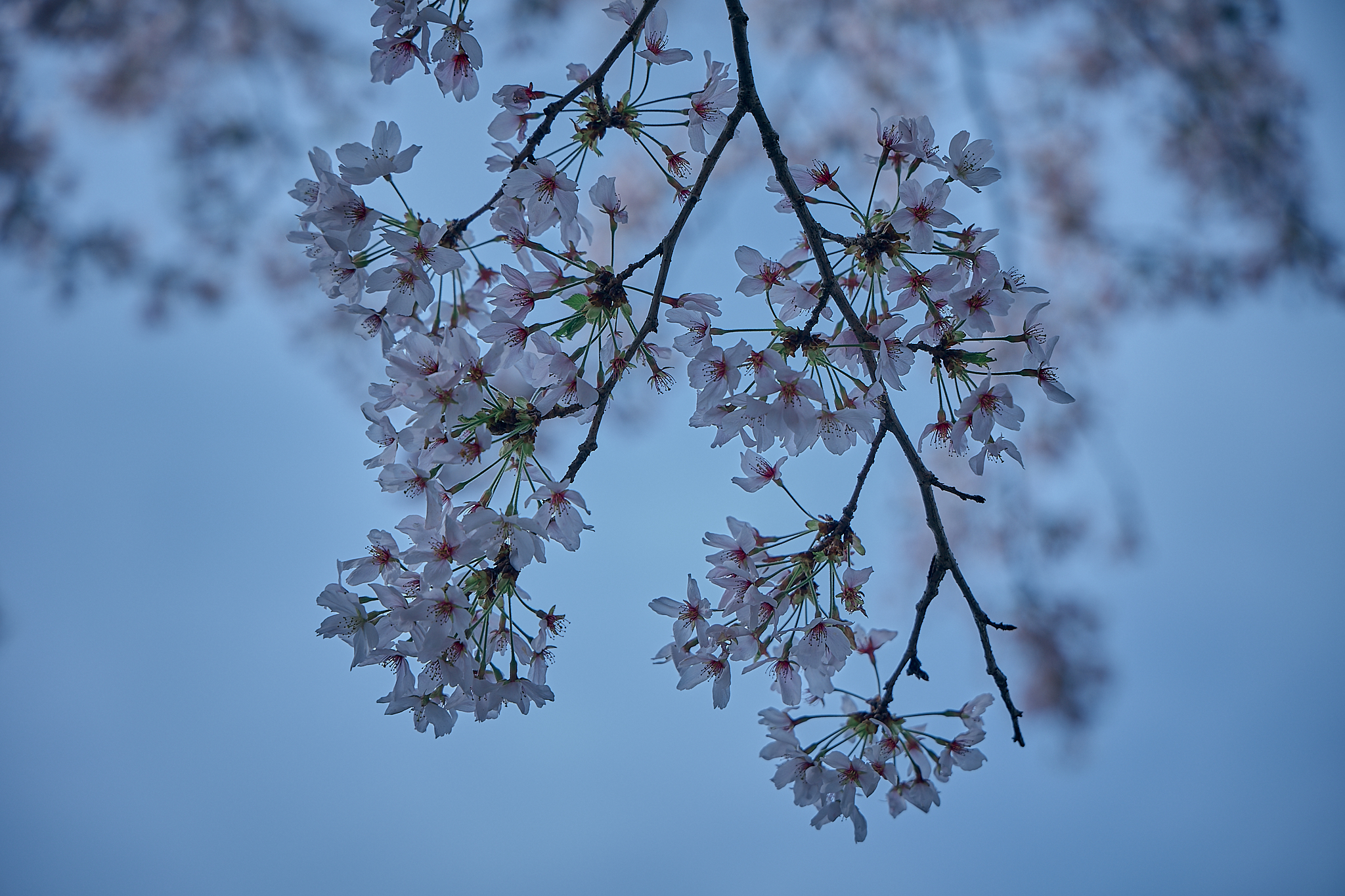 勝田グリーンLC CN45周年記念式典 ひたちなかベストライオンズクラブ 茨城 ひたちなか ライオンズクラブ