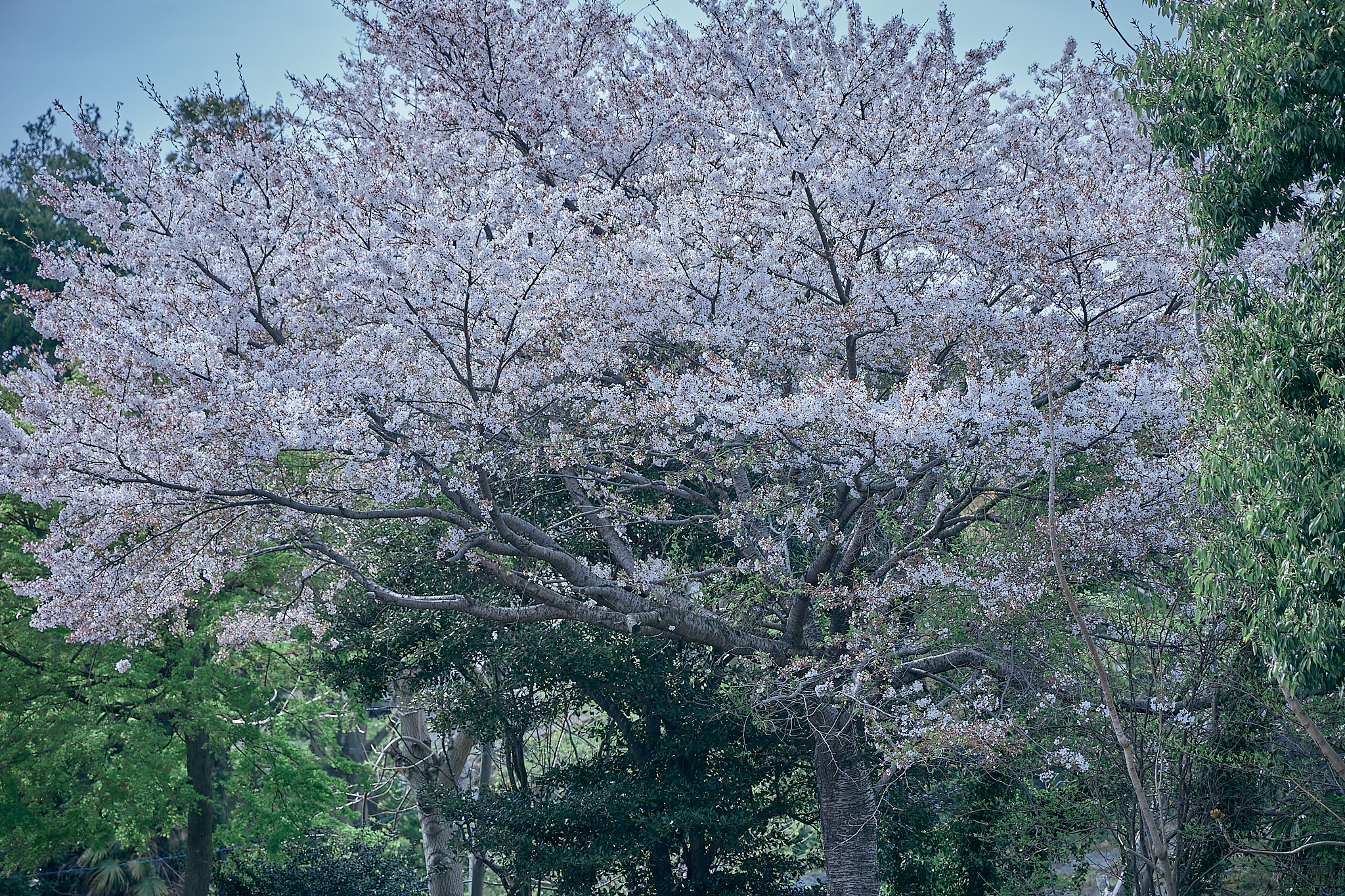 勝田グリーンLC CN45周年記念式典 ひたちなかベストライオンズクラブ 茨城 ひたちなか ライオンズクラブ