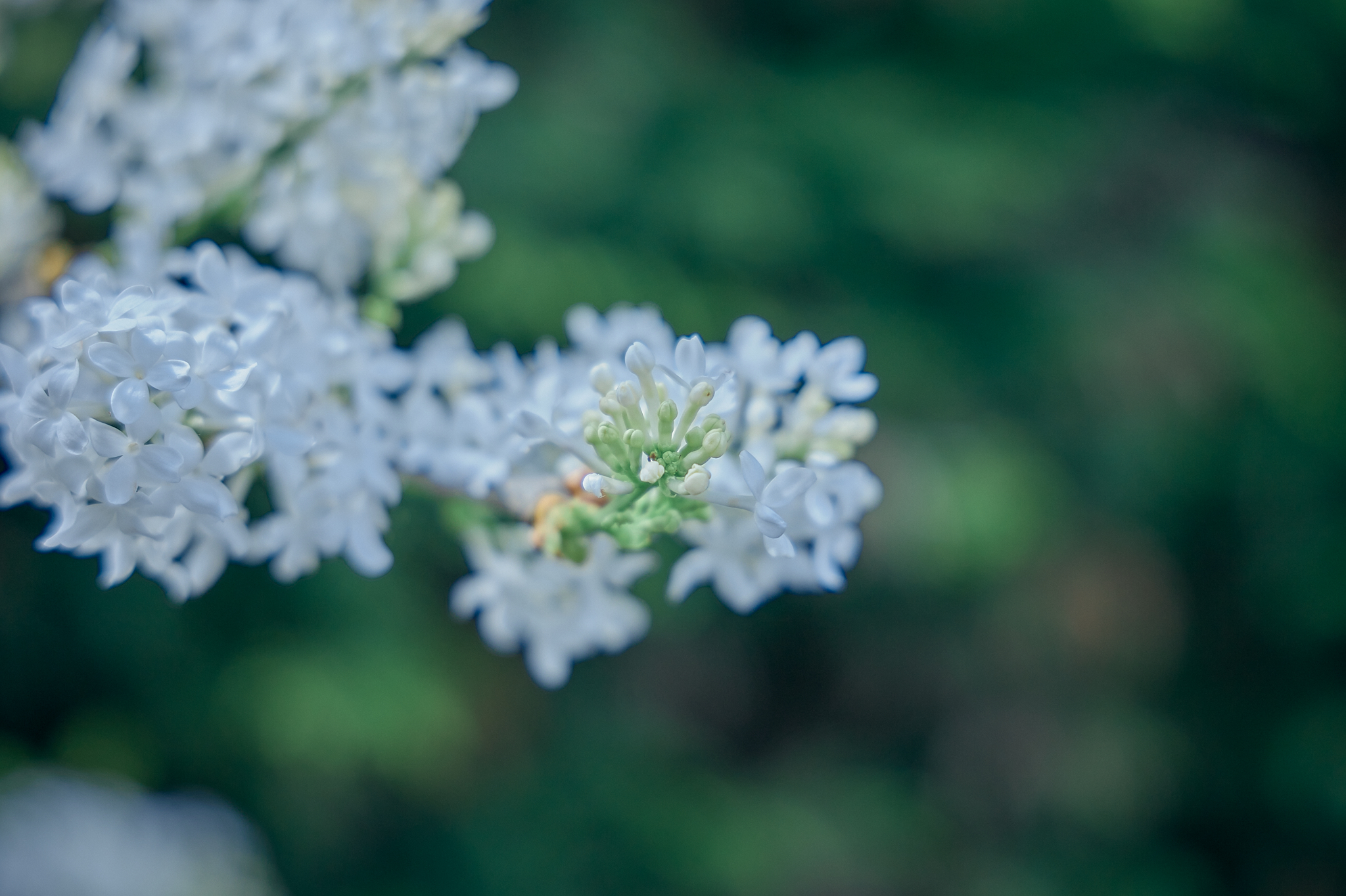 勝田グリーンLC CN45周年記念式典 ひたちなかベストライオンズクラブ 茨城 ひたちなか ライオンズクラブ