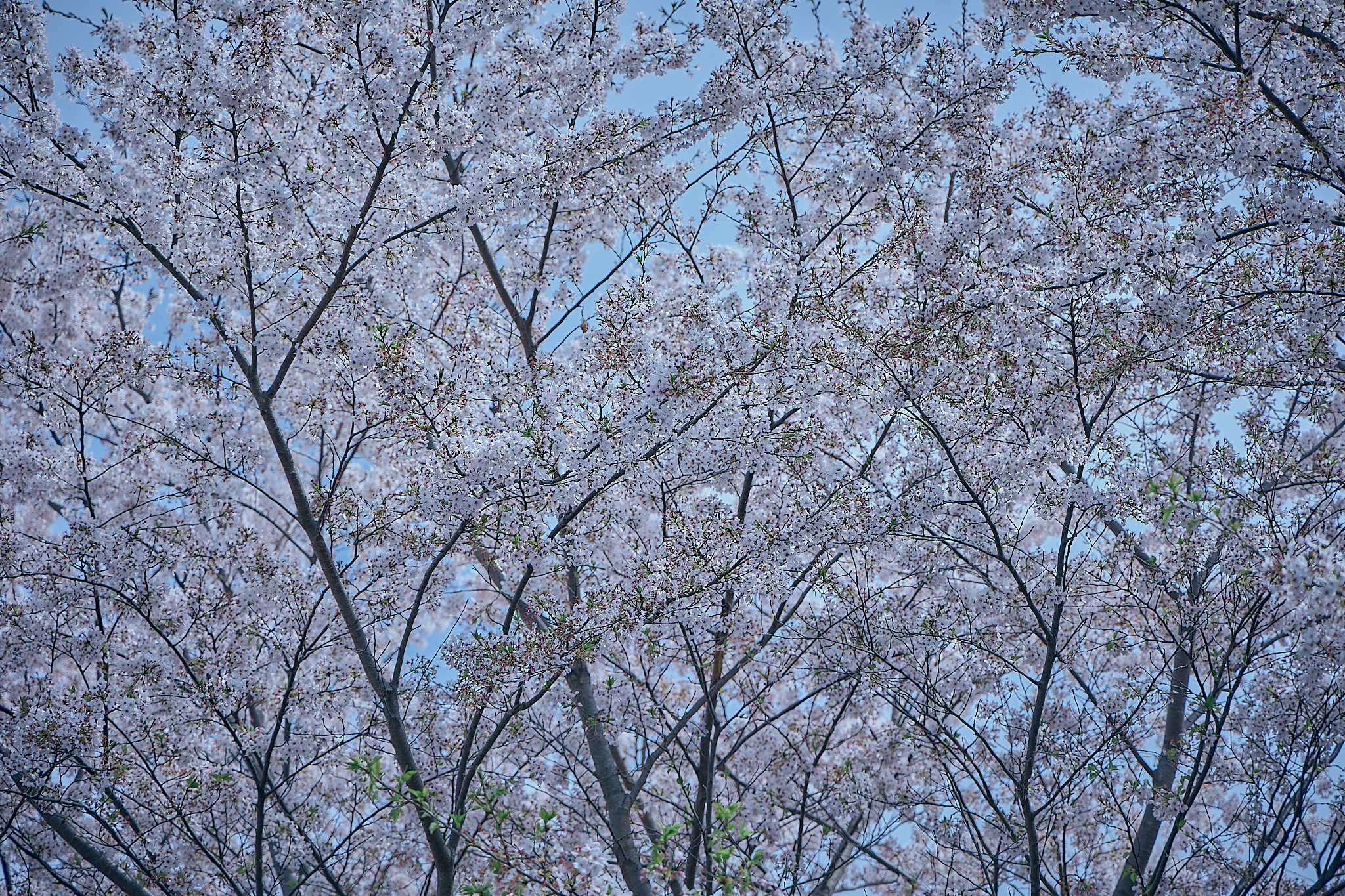 勝田グリーンLC CN45周年記念式典 ひたちなかベストライオンズクラブ 茨城 ひたちなか ライオンズクラブ