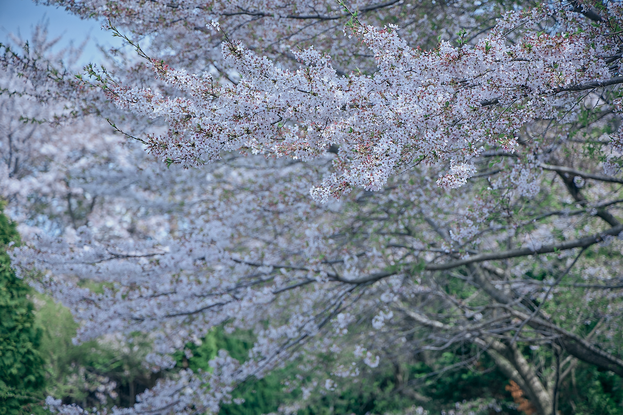 勝田グリーンLC CN45周年記念式典 ひたちなかベストライオンズクラブ 茨城 ひたちなか ライオンズクラブ