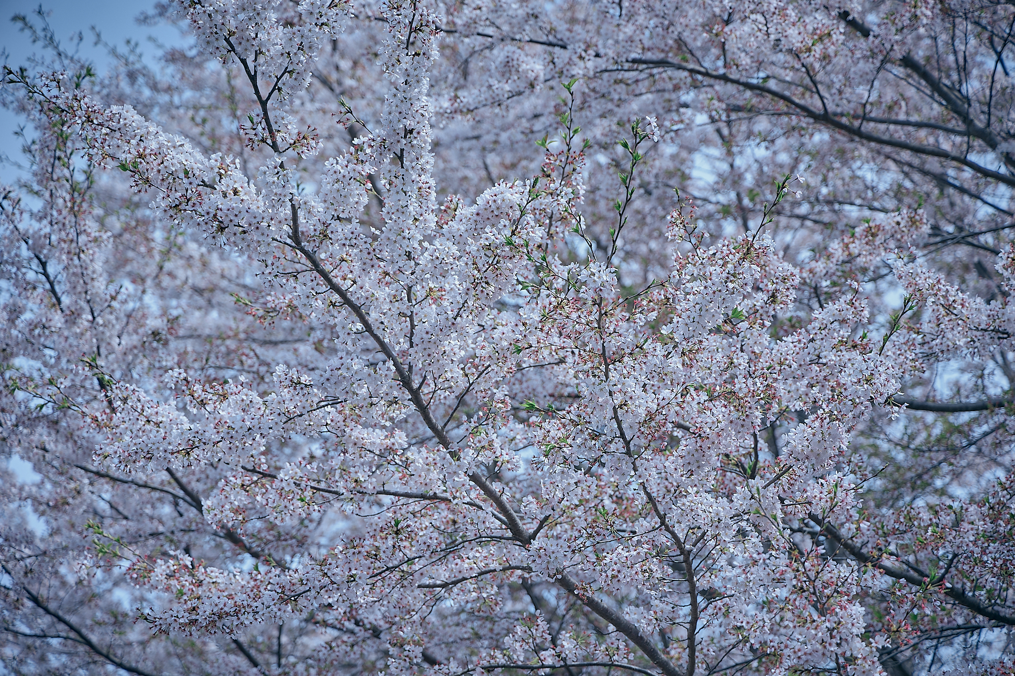 勝田グリーンLC CN45周年記念式典 ひたちなかベストライオンズクラブ 茨城 ひたちなか ライオンズクラブ