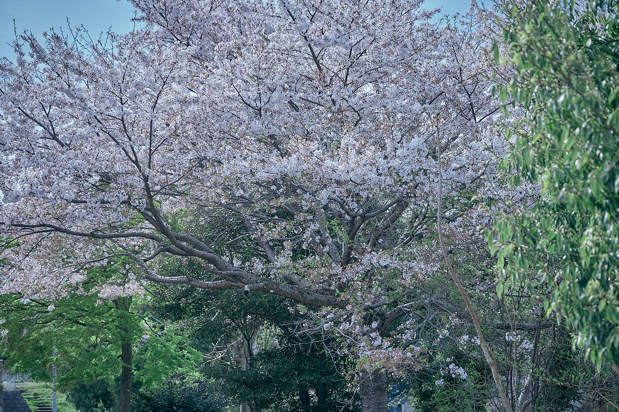 勝田グリーンLC CN45周年記念式典 ひたちなかベストライオンズクラブ 茨城 ひたちなか ライオンズクラブ