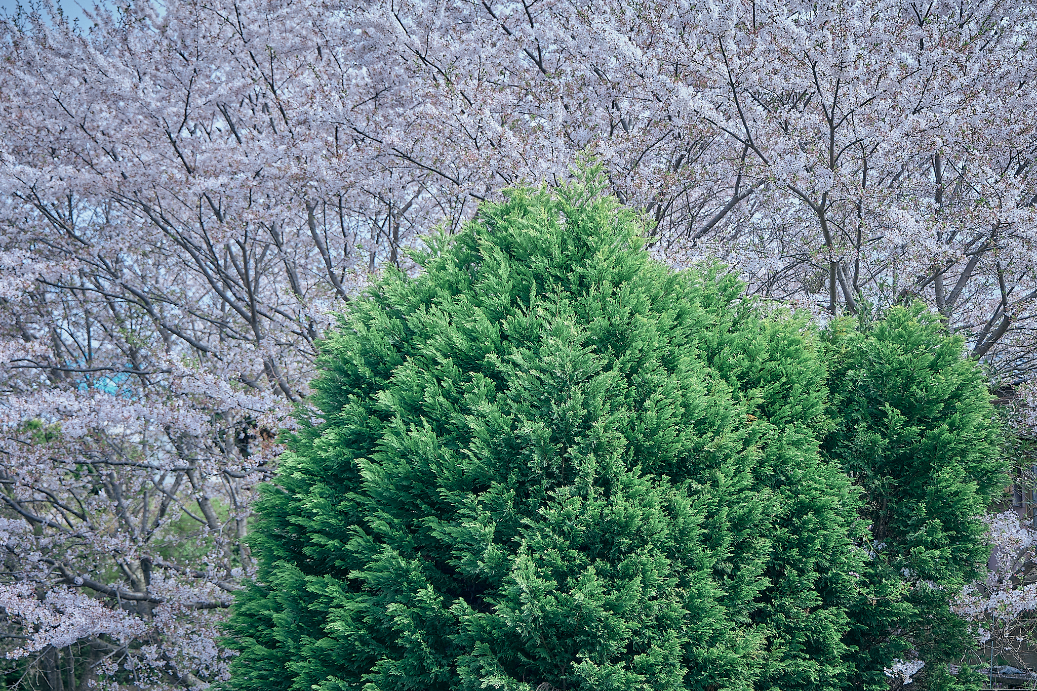 勝田グリーンLC CN45周年記念式典 ひたちなかベストライオンズクラブ 茨城 ひたちなか ライオンズクラブ