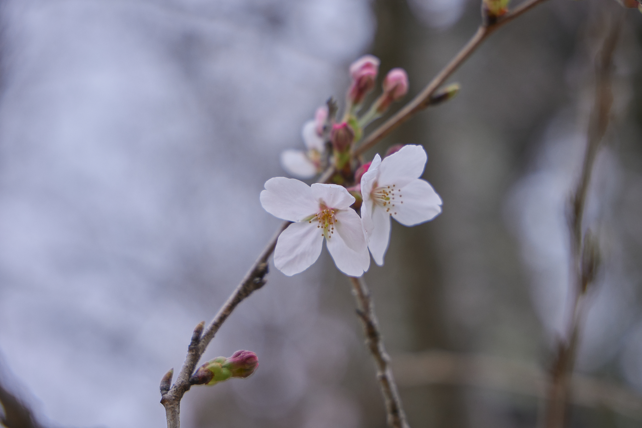 CN30周年チャリティゴルフ大会 ひたちなかベストライオンズクラブ 茨城 ひたちなか ライオンズクラブ