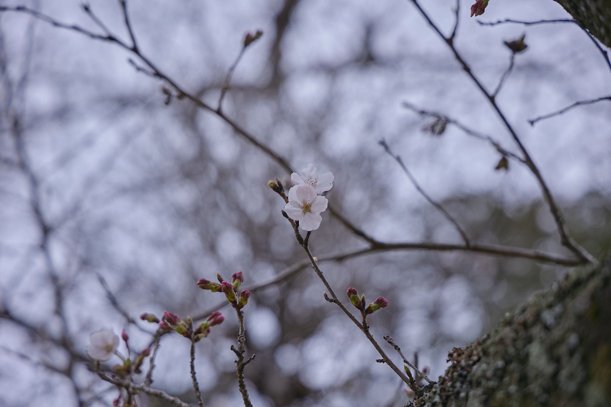 CN30周年チャリティゴルフ大会 ひたちなかベストライオンズクラブ 茨城 ひたちなか ライオンズクラブ