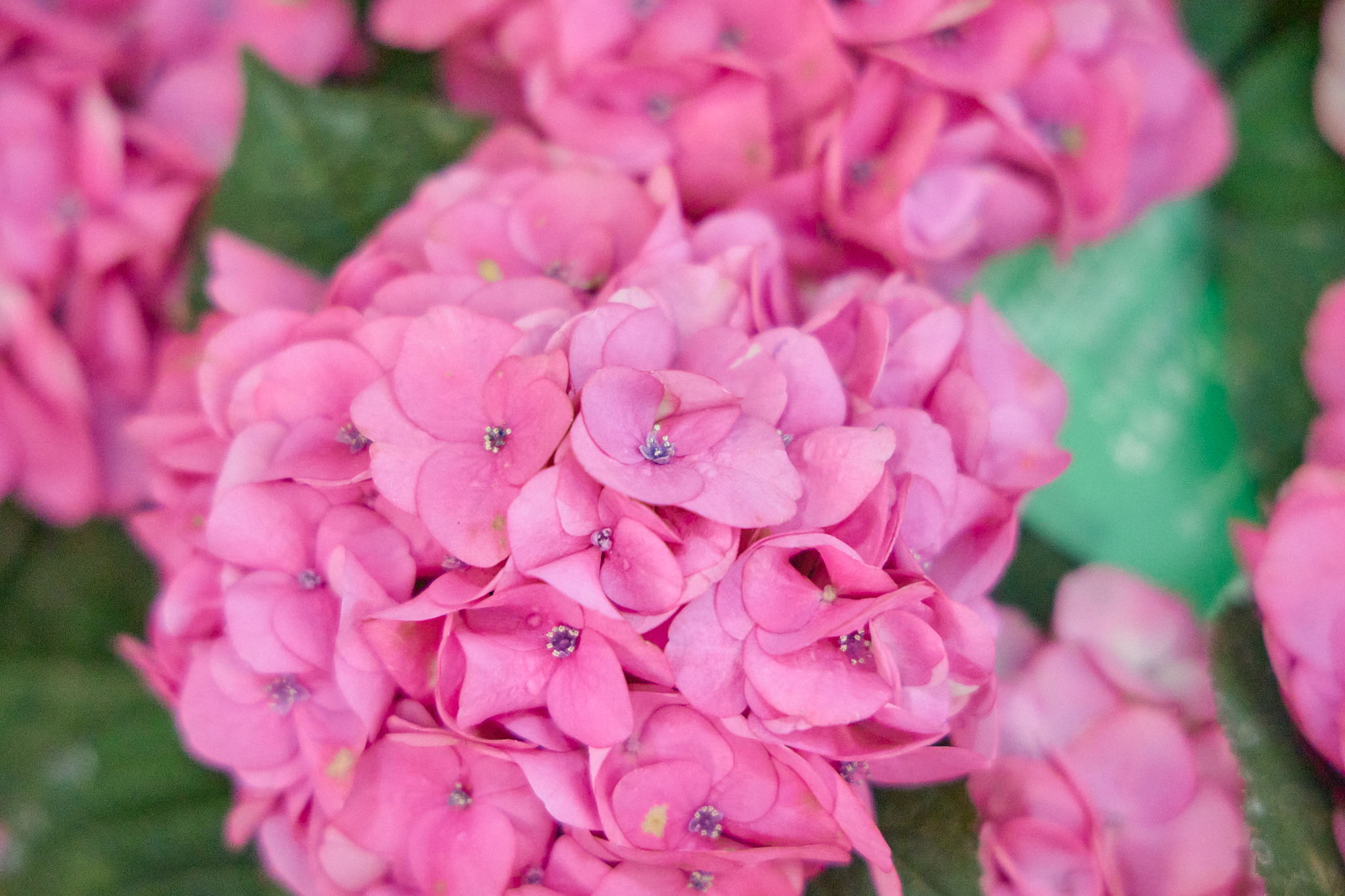 CN30周年チャリティゴルフ大会 ひたちなかベストライオンズクラブ 茨城 ひたちなか ライオンズクラブ