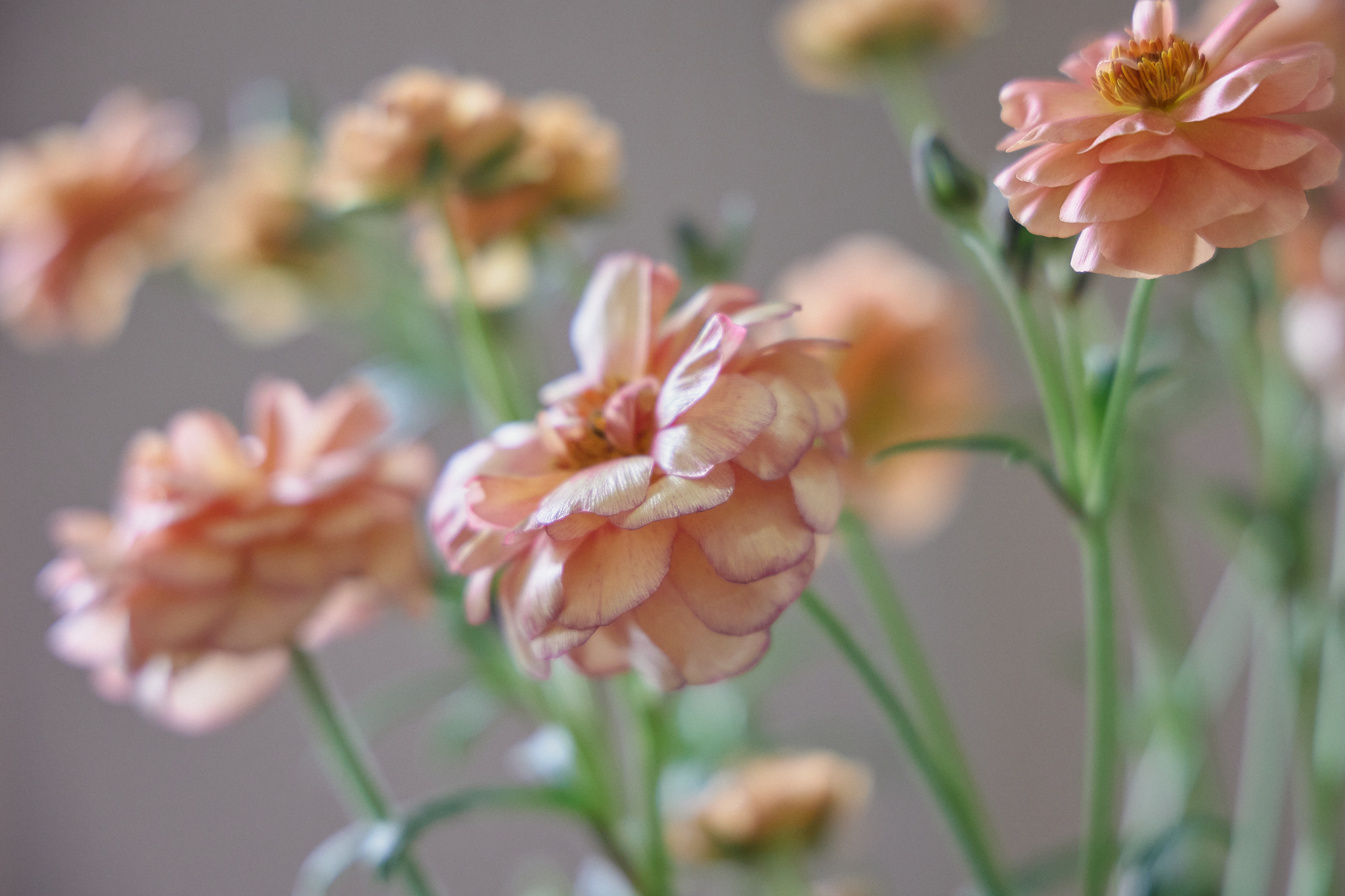 CN30周年チャリティゴルフ大会 ひたちなかベストライオンズクラブ 茨城 ひたちなか ライオンズクラブ