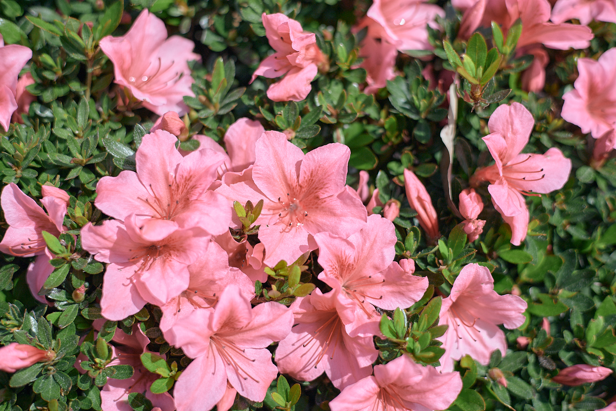 献血事業 ひたちなかベストライオンズクラブ 茨城 ひたちなか ライオンズクラブ