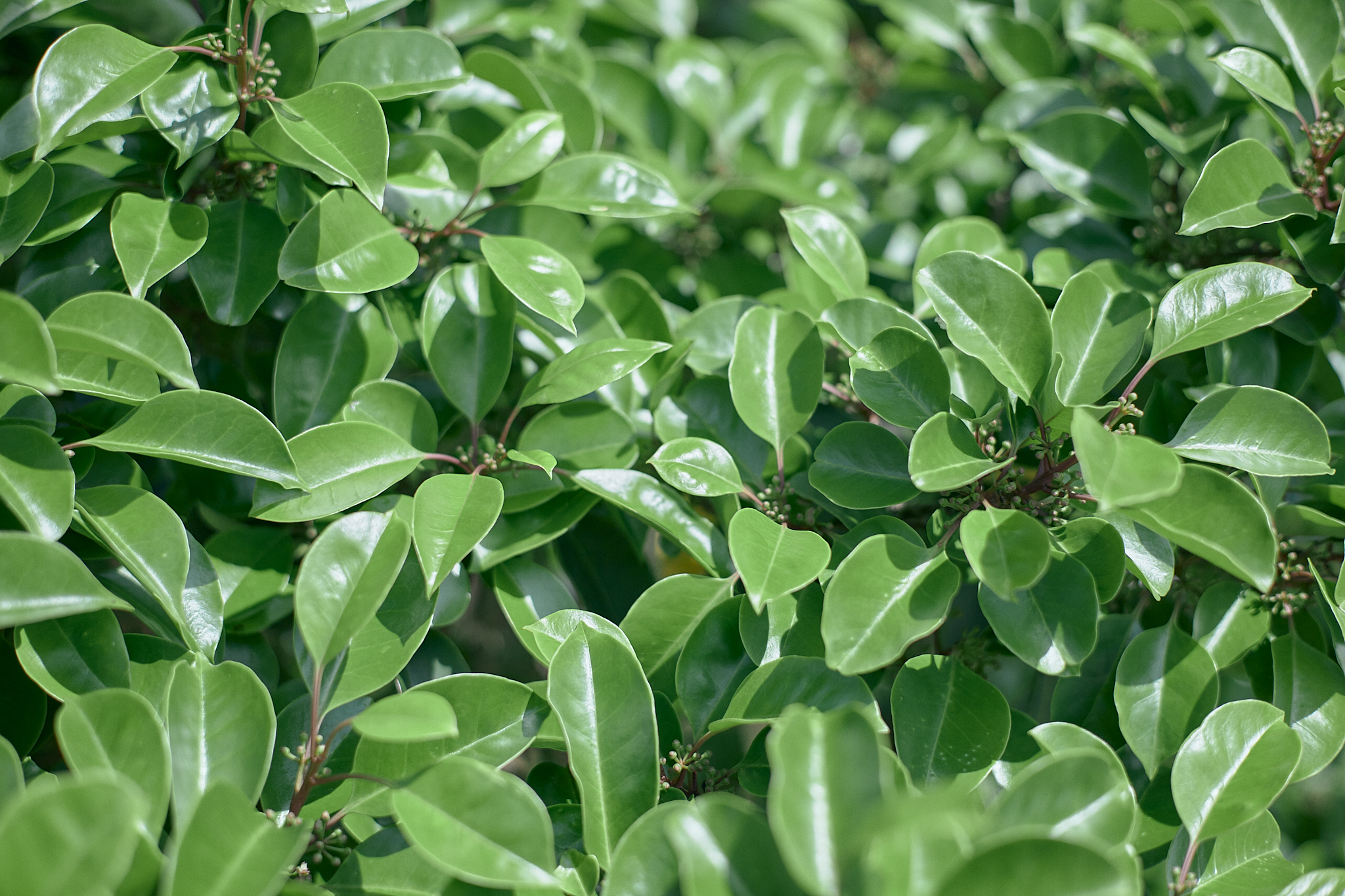 献血事業 ひたちなかベストライオンズクラブ 茨城 ひたちなか ライオンズクラブ