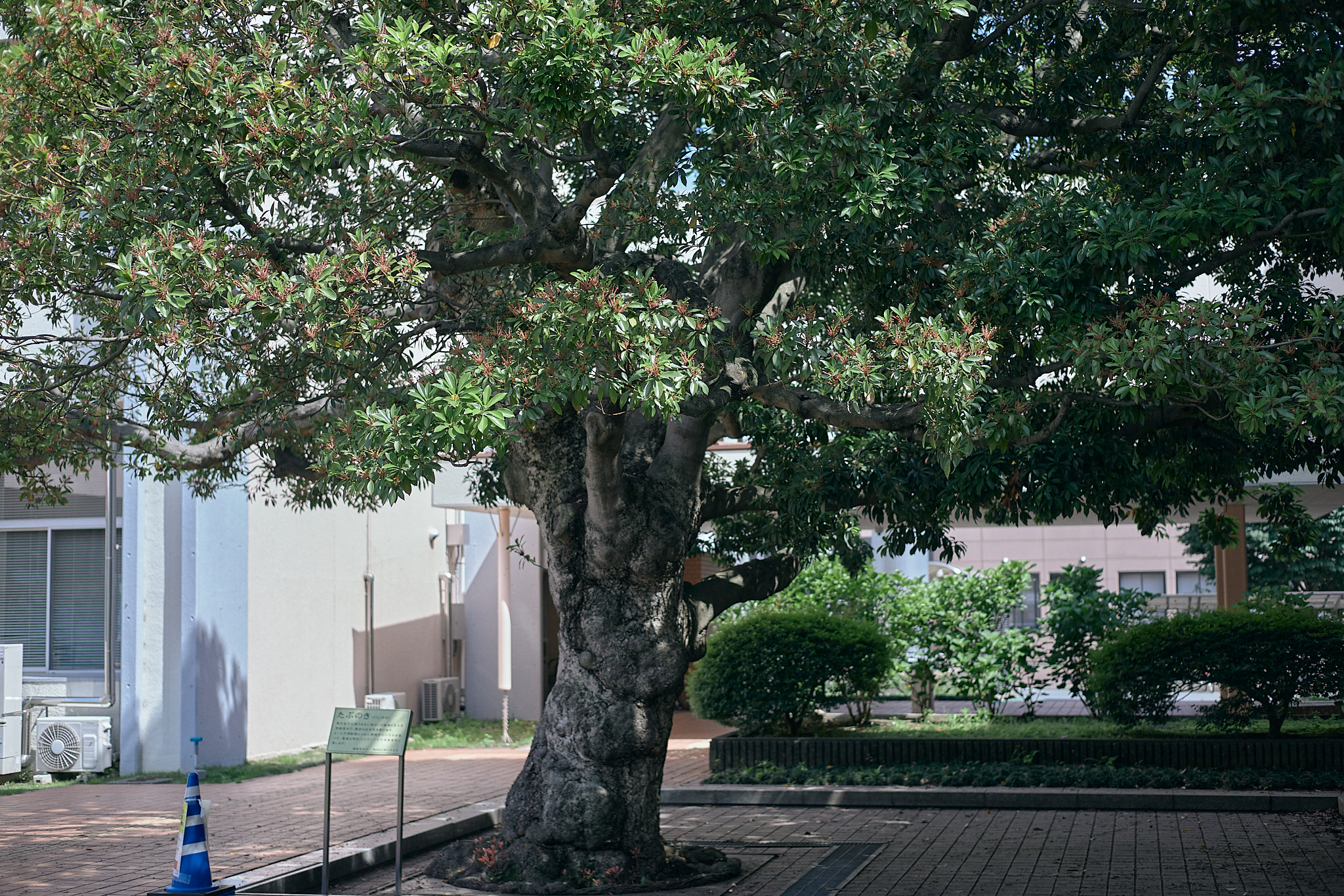 献血事業 ひたちなかベストライオンズクラブ 茨城 ひたちなか ライオンズクラブ