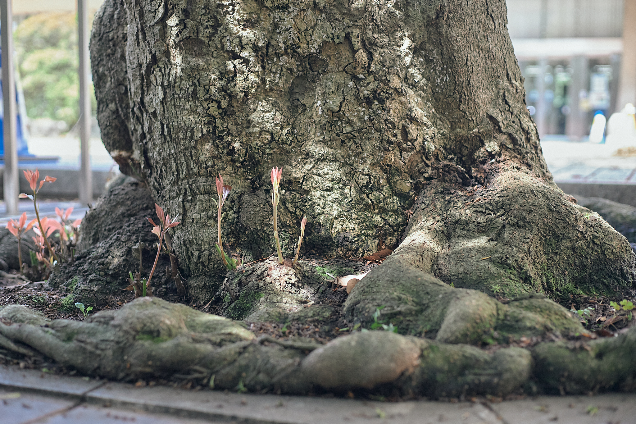 献血事業 ひたちなかベストライオンズクラブ 茨城 ひたちなか ライオンズクラブ