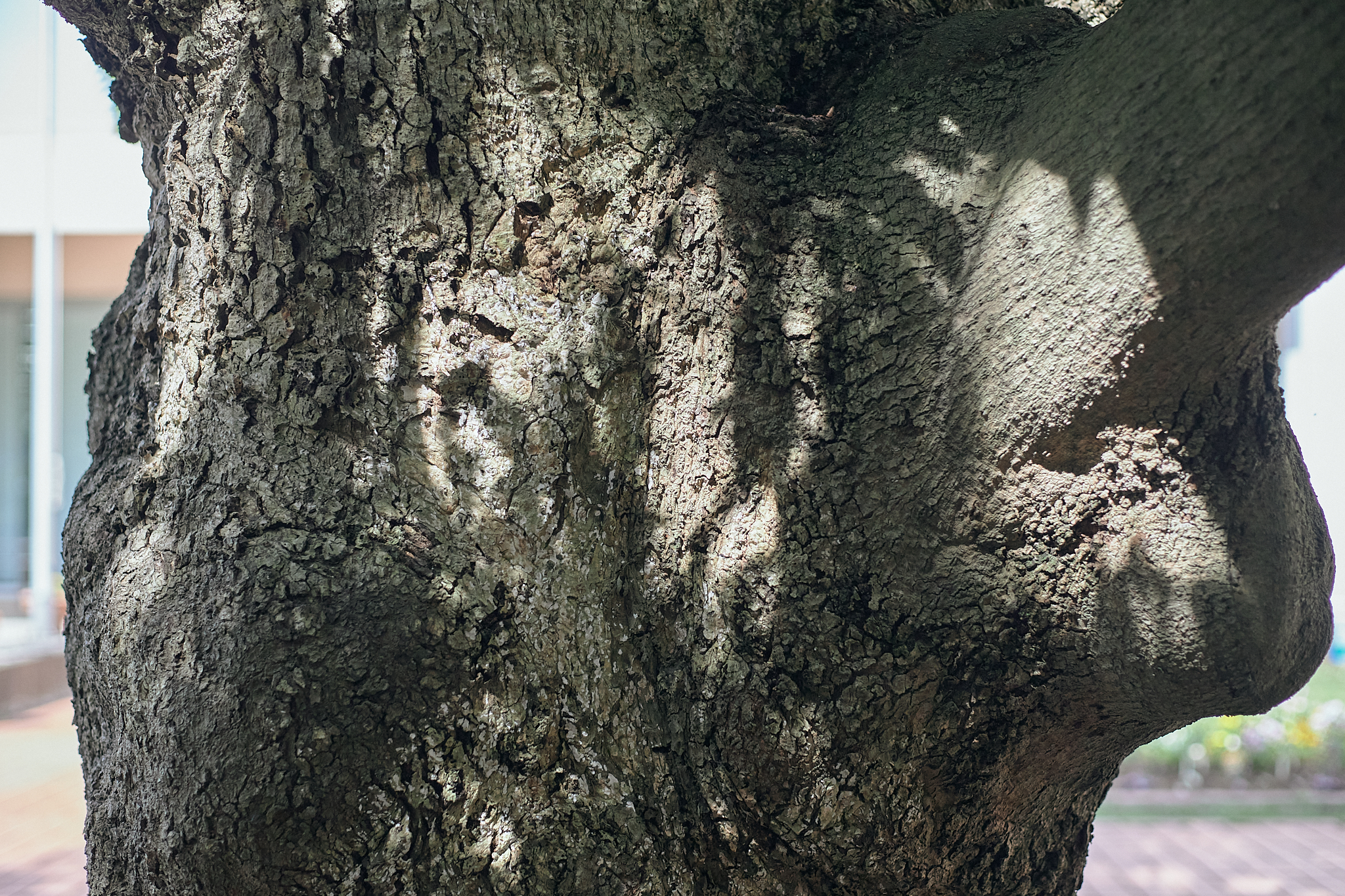 献血事業 ひたちなかベストライオンズクラブ 茨城 ひたちなか ライオンズクラブ