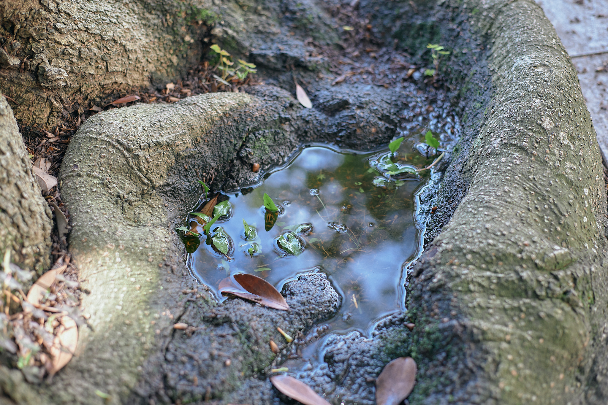 献血事業 ひたちなかベストライオンズクラブ 茨城 ひたちなか ライオンズクラブ