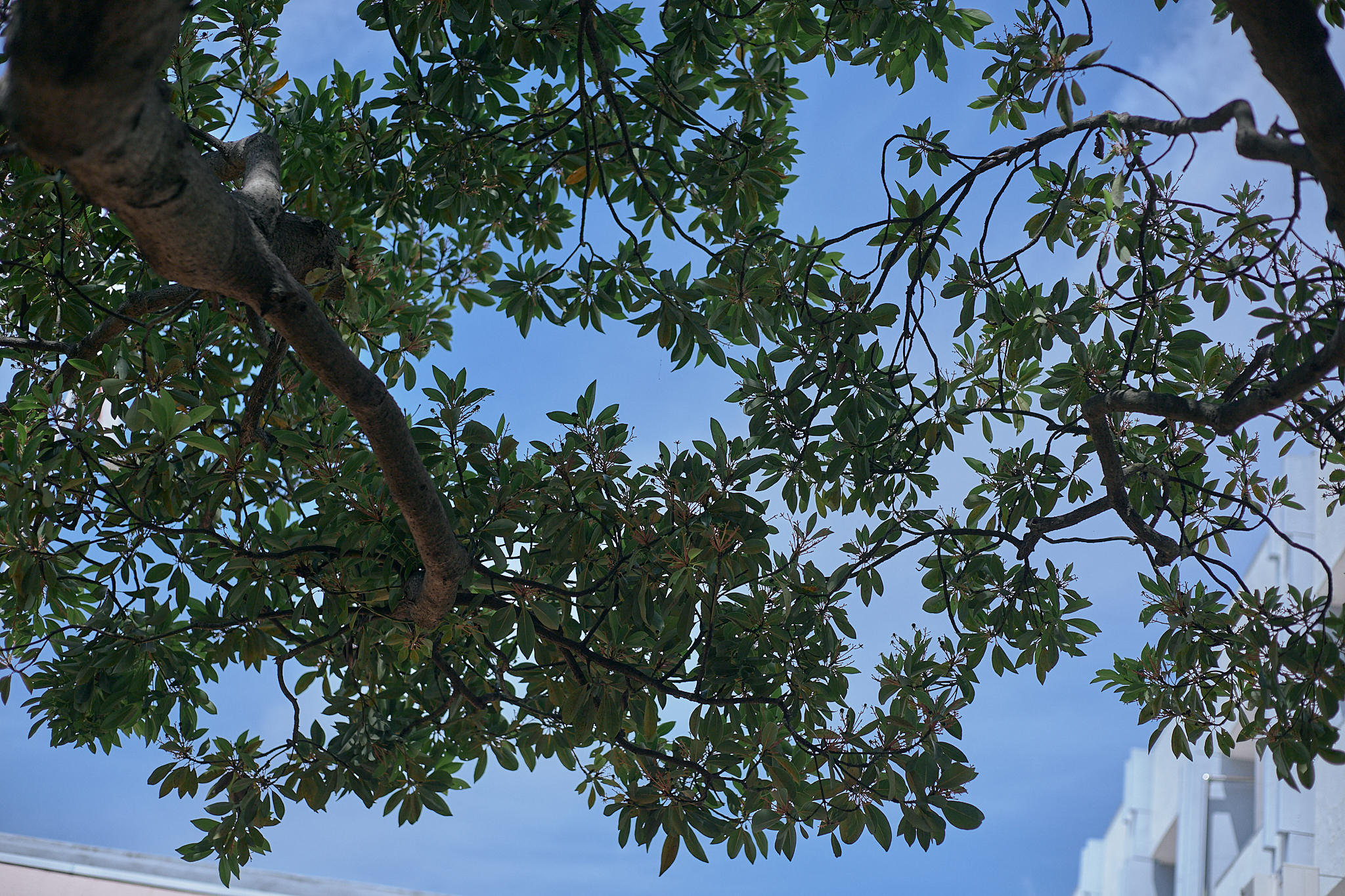 献血事業 ひたちなかベストライオンズクラブ 茨城 ひたちなか ライオンズクラブ