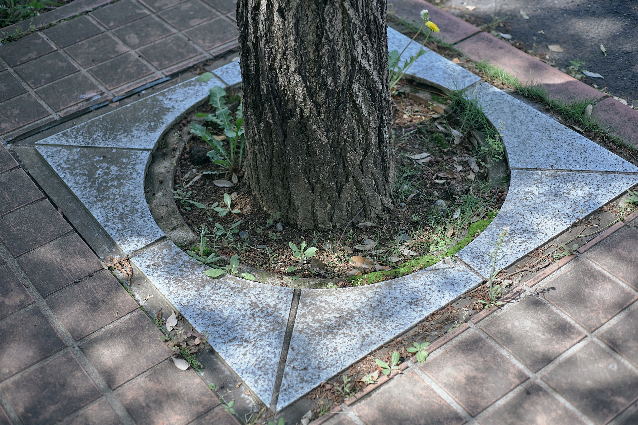 献血事業 ひたちなかベストライオンズクラブ 茨城 ひたちなか ライオンズクラブ