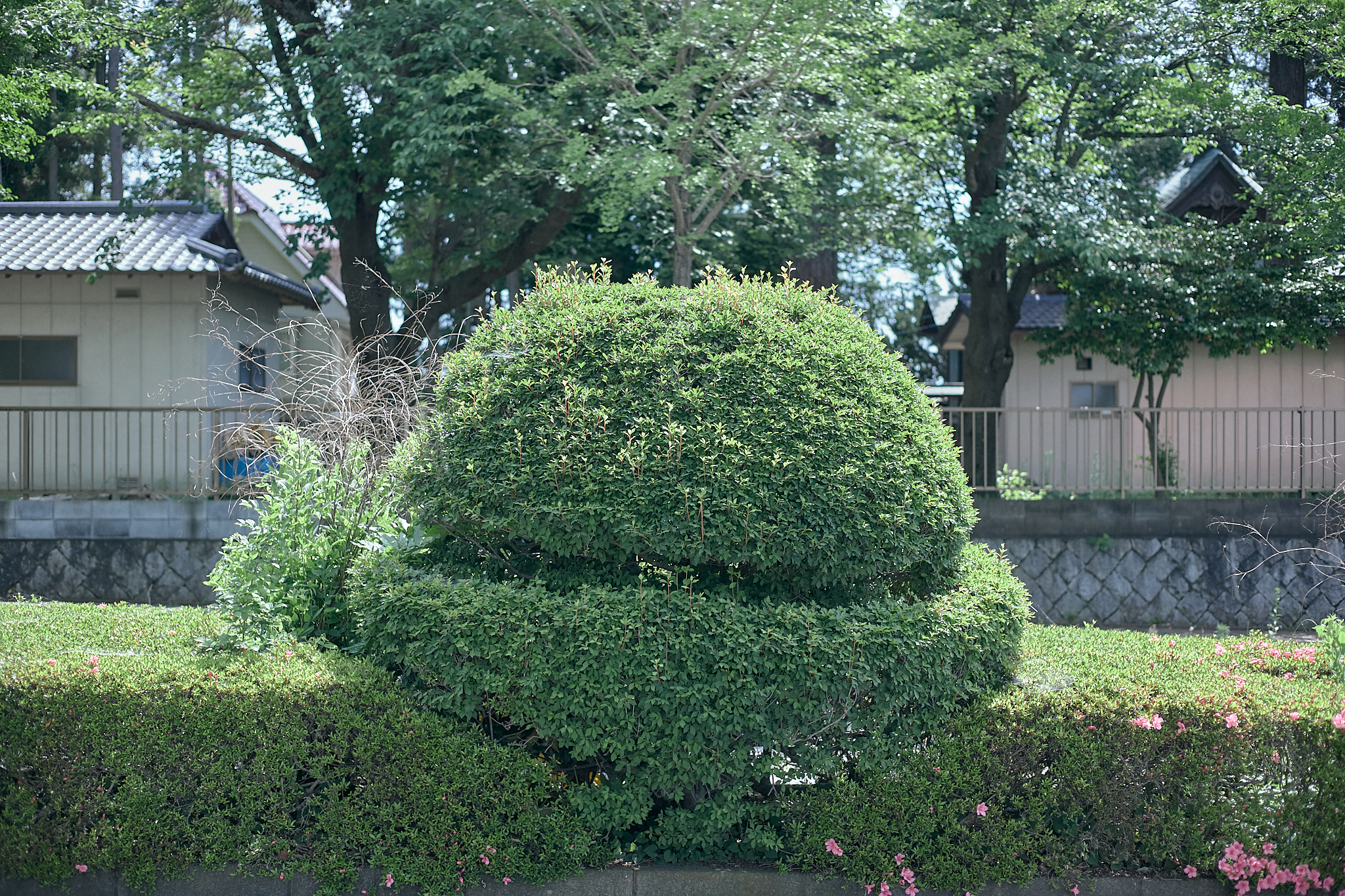 献血事業 ひたちなかベストライオンズクラブ 茨城 ひたちなか ライオンズクラブ