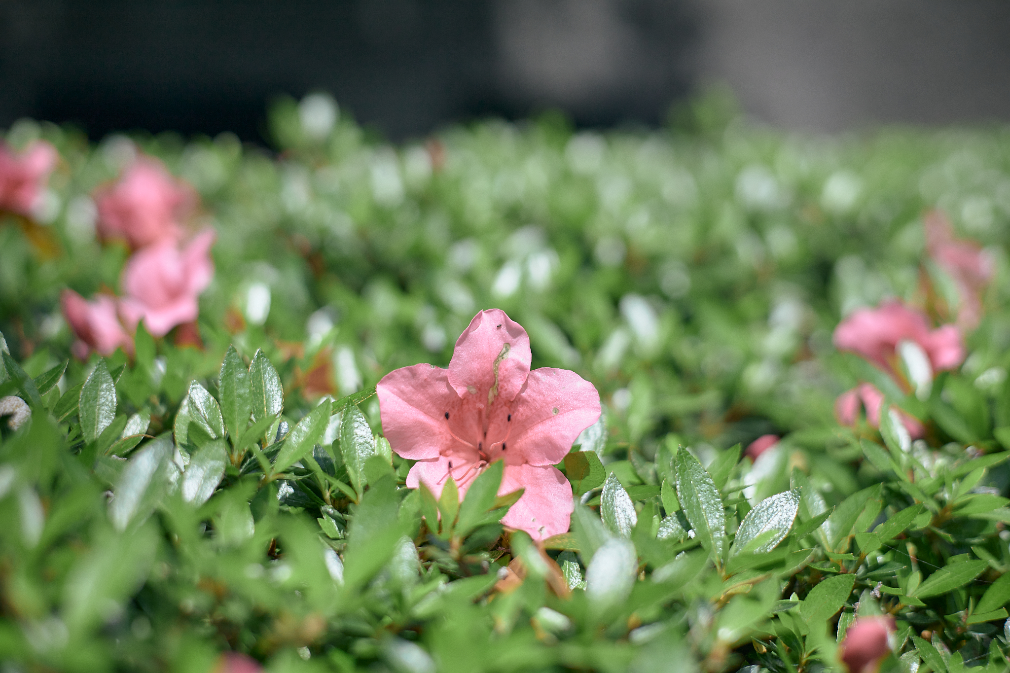 献血事業 ひたちなかベストライオンズクラブ 茨城 ひたちなか ライオンズクラブ