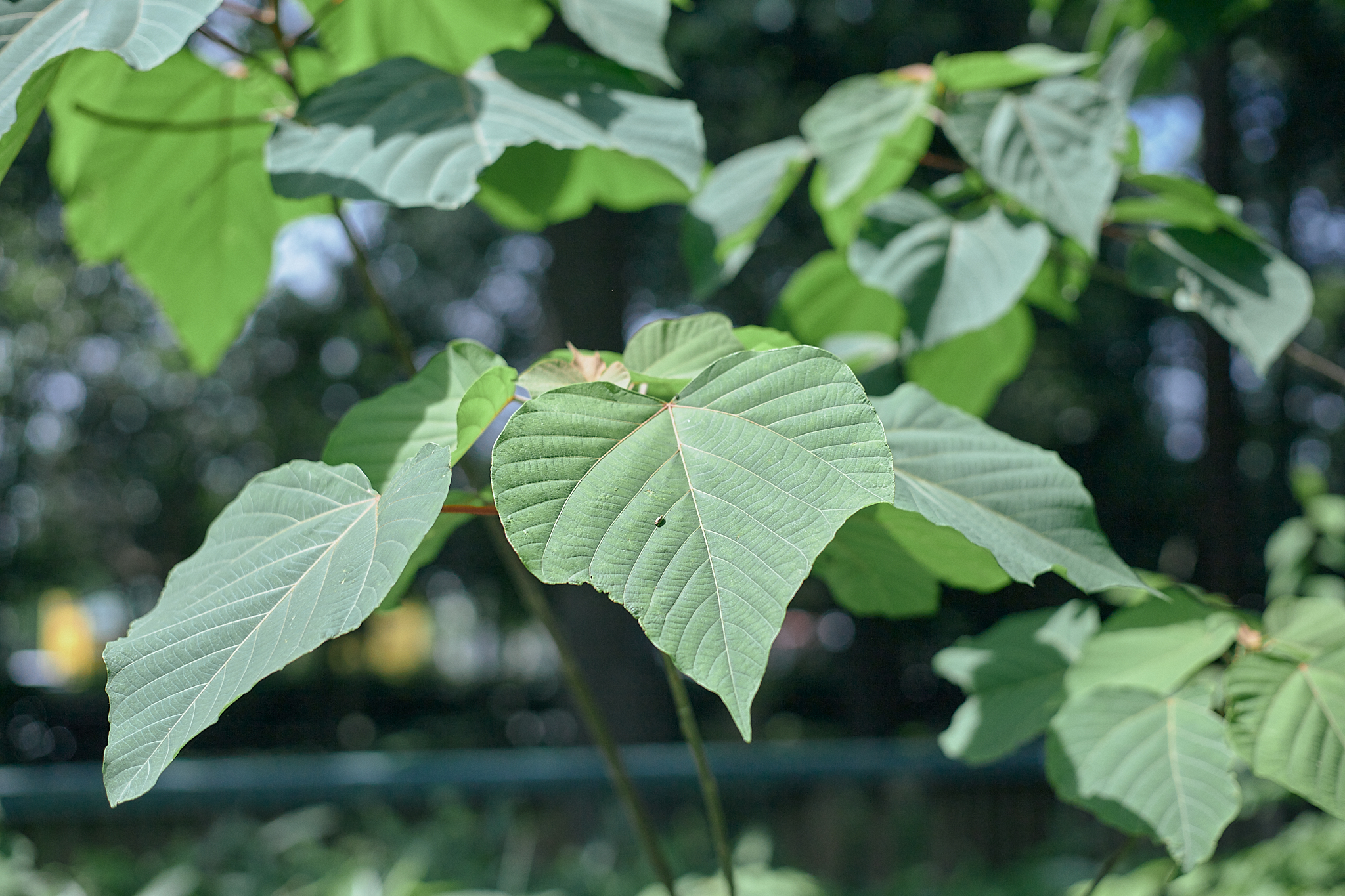 献血事業 ひたちなかベストライオンズクラブ 茨城 ひたちなか ライオンズクラブ