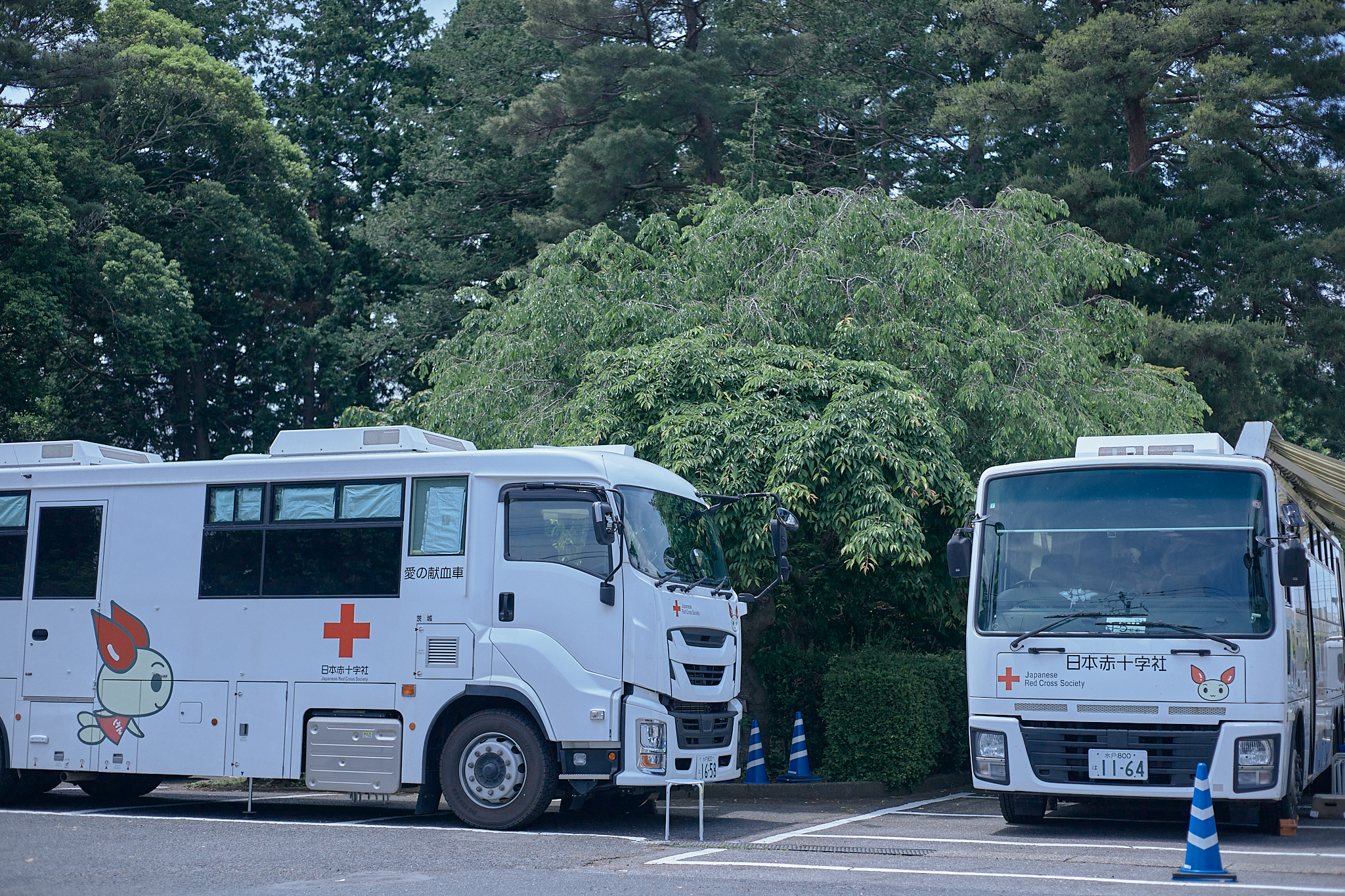 献血事業 ひたちなかベストライオンズクラブ 茨城 ひたちなか ライオンズクラブ