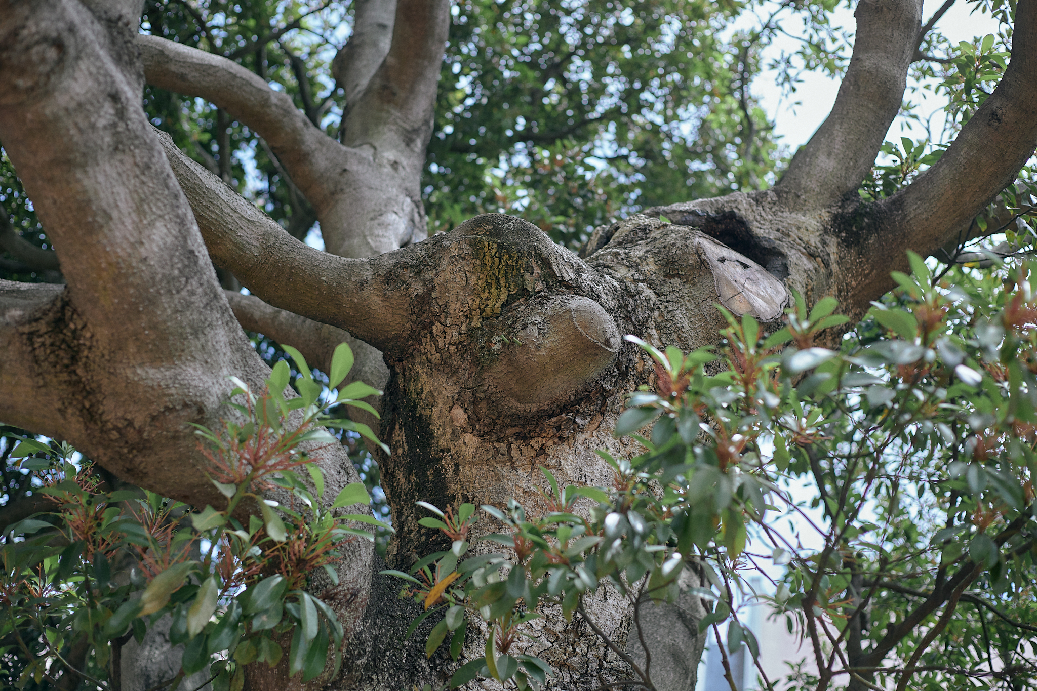 献血事業 ひたちなかベストライオンズクラブ 茨城 ひたちなか ライオンズクラブ