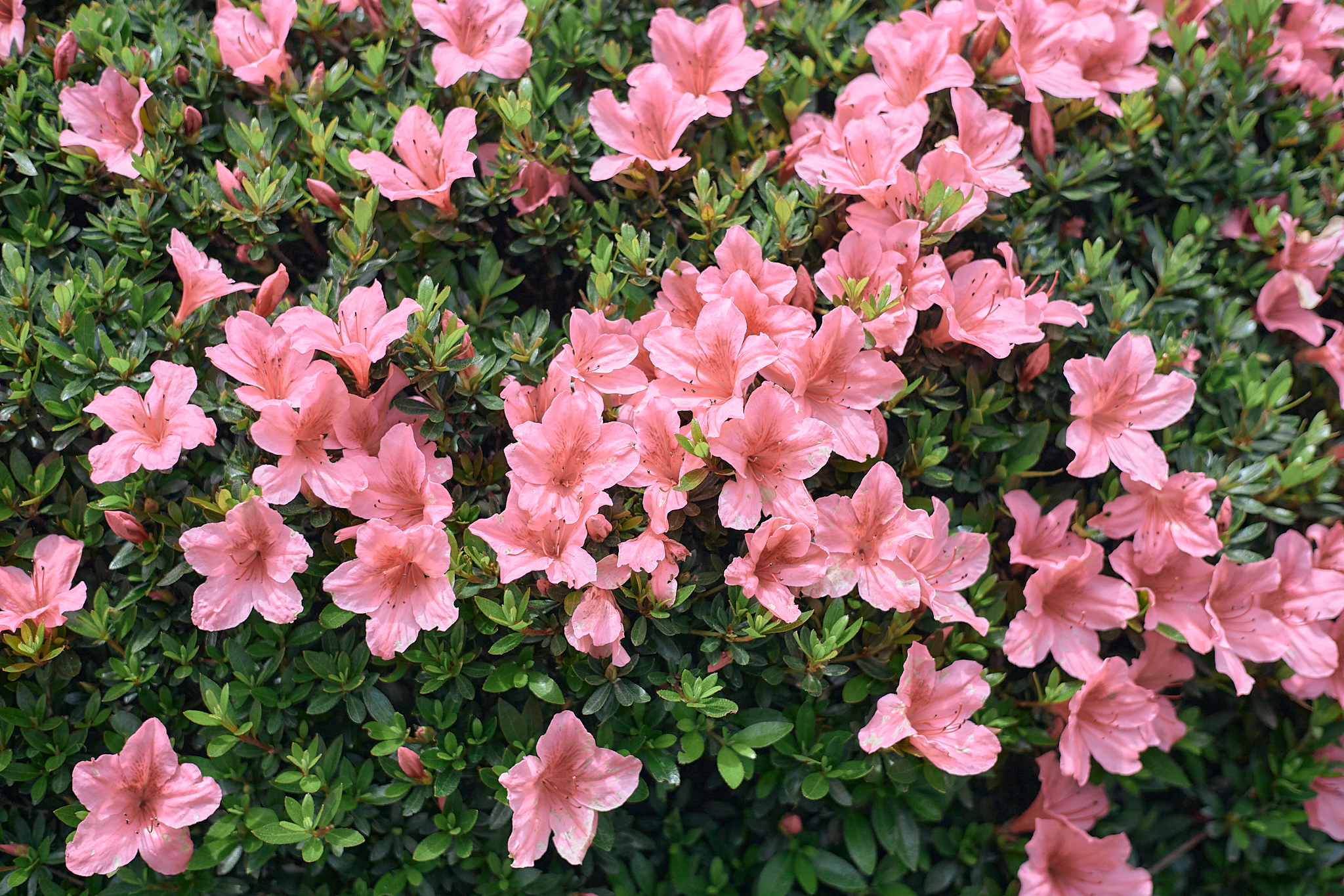 献血事業 ひたちなかベストライオンズクラブ 茨城 ひたちなか ライオンズクラブ