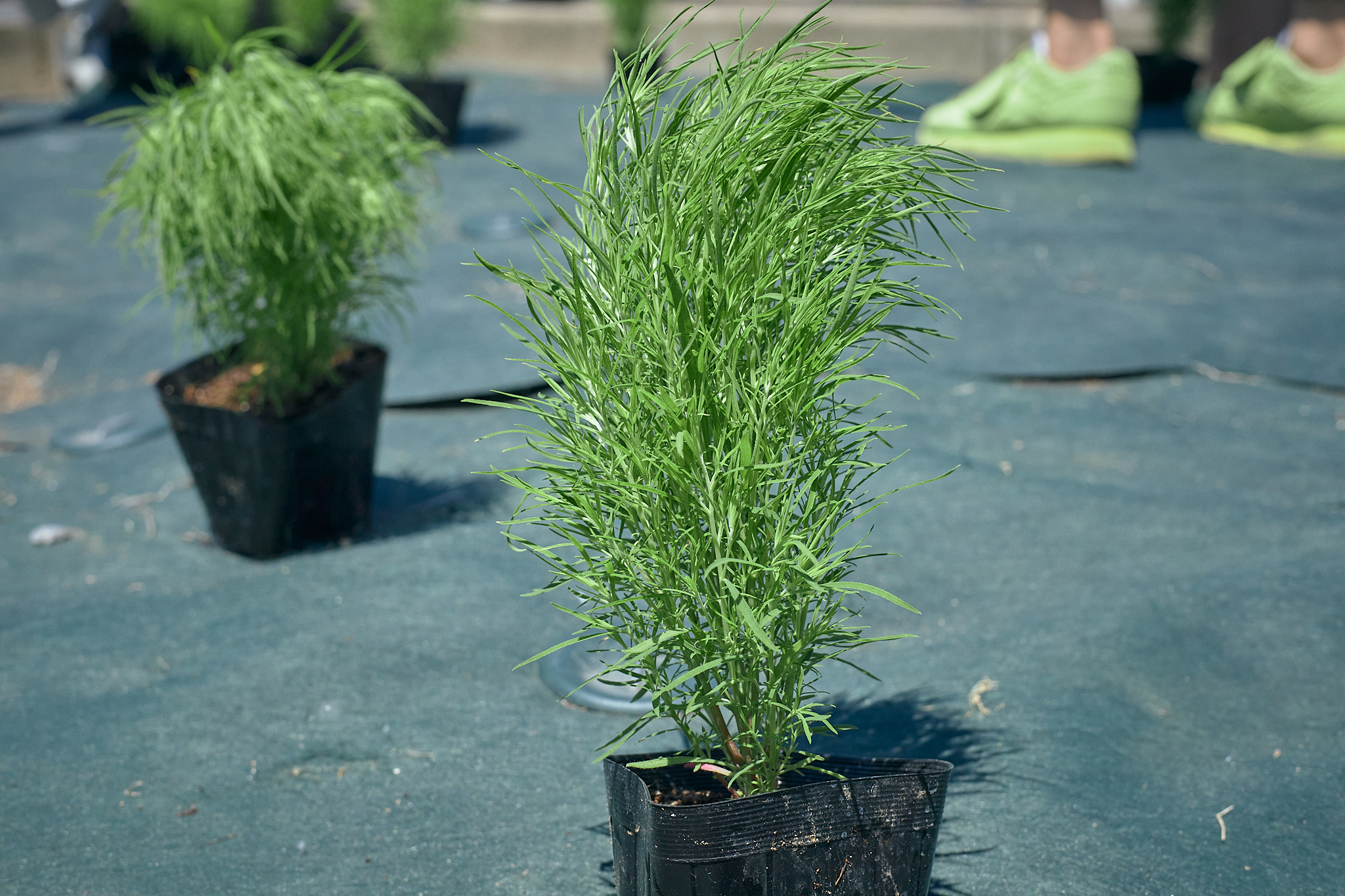 勝田駅前花壇コキア苗植え ひたちなかベストライオンズクラブ 茨城 ひたちなか ライオンズクラブ