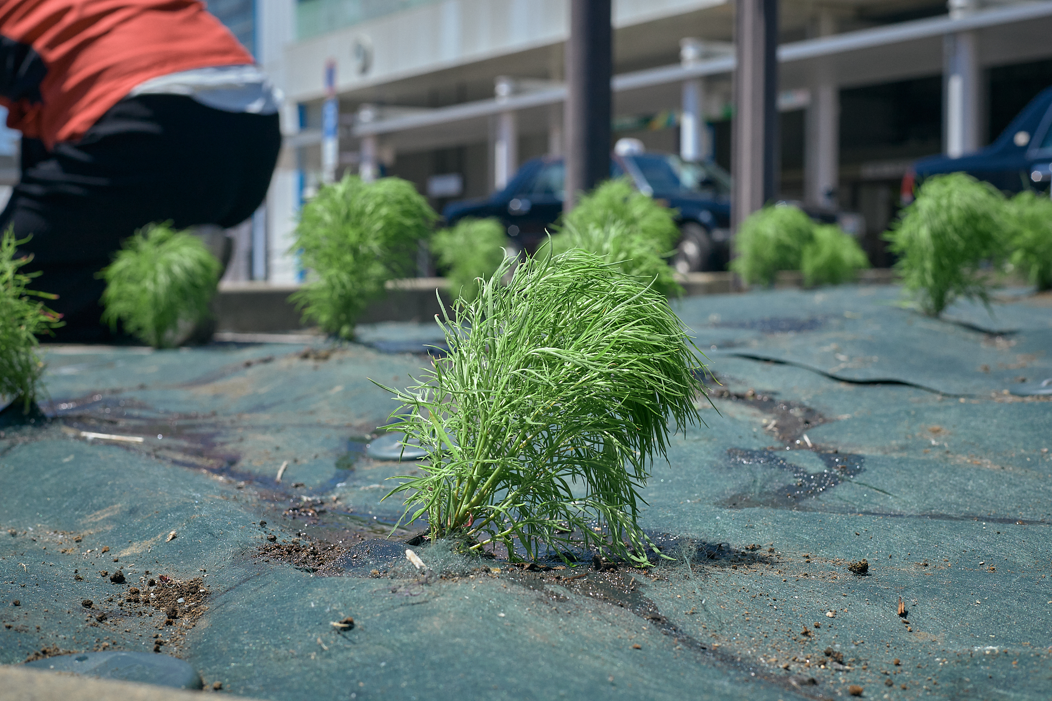 勝田駅前花壇コキア苗植え ひたちなかベストライオンズクラブ 茨城 ひたちなか ライオンズクラブ