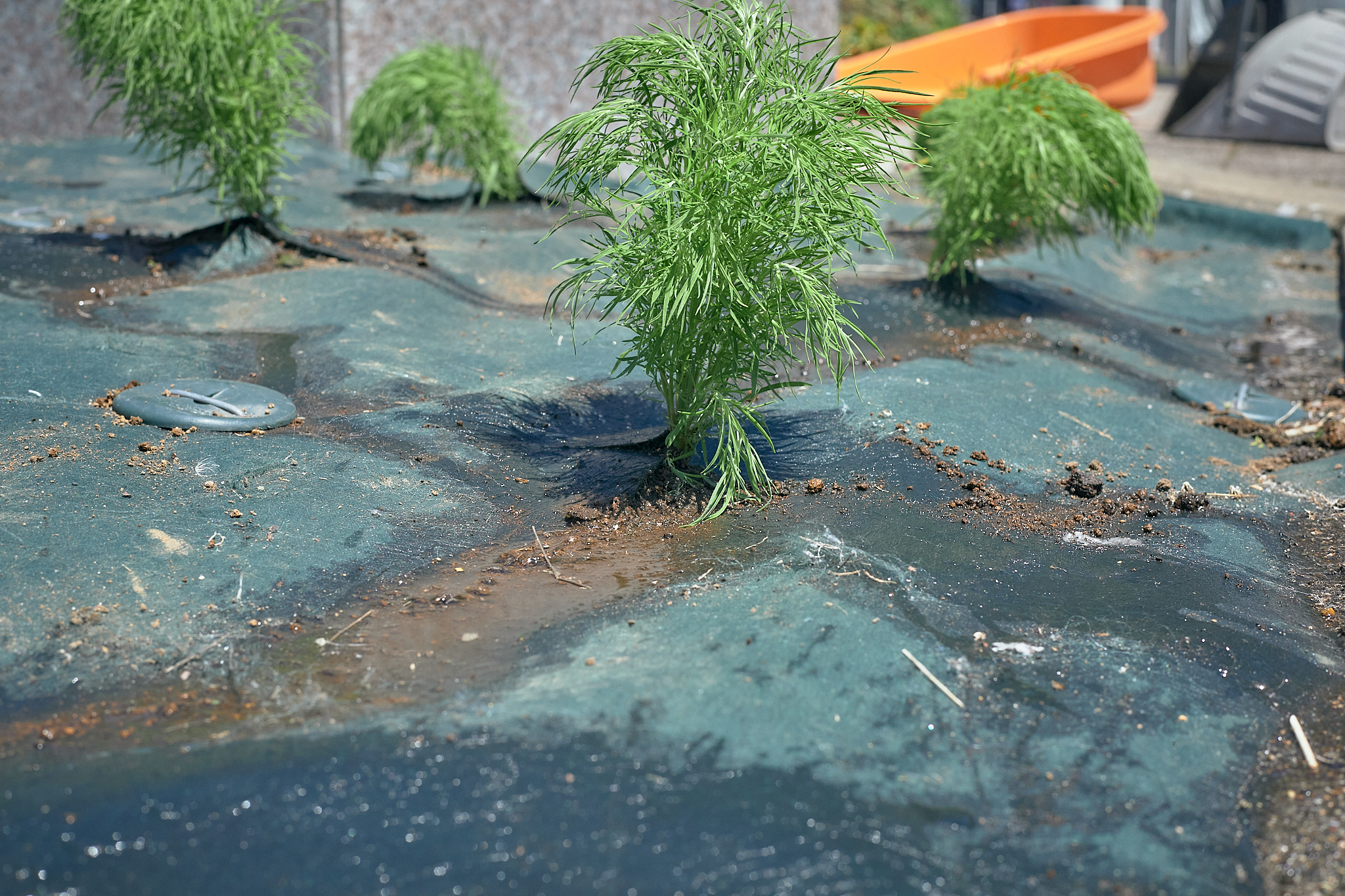 勝田駅前花壇コキア苗植え ひたちなかベストライオンズクラブ 茨城 ひたちなか ライオンズクラブ