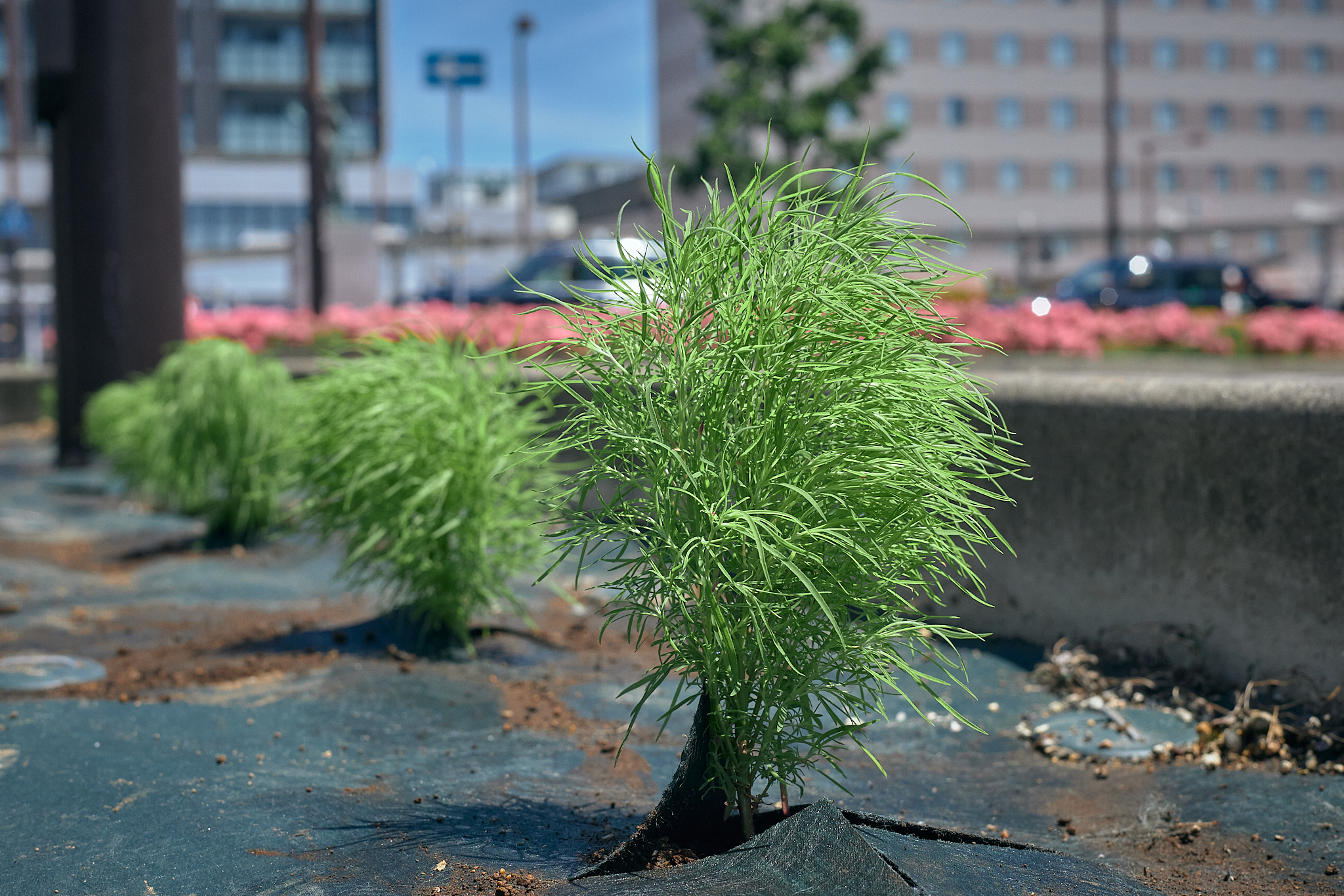 勝田駅前花壇コキア苗植え ひたちなかベストライオンズクラブ 茨城 ひたちなか ライオンズクラブ