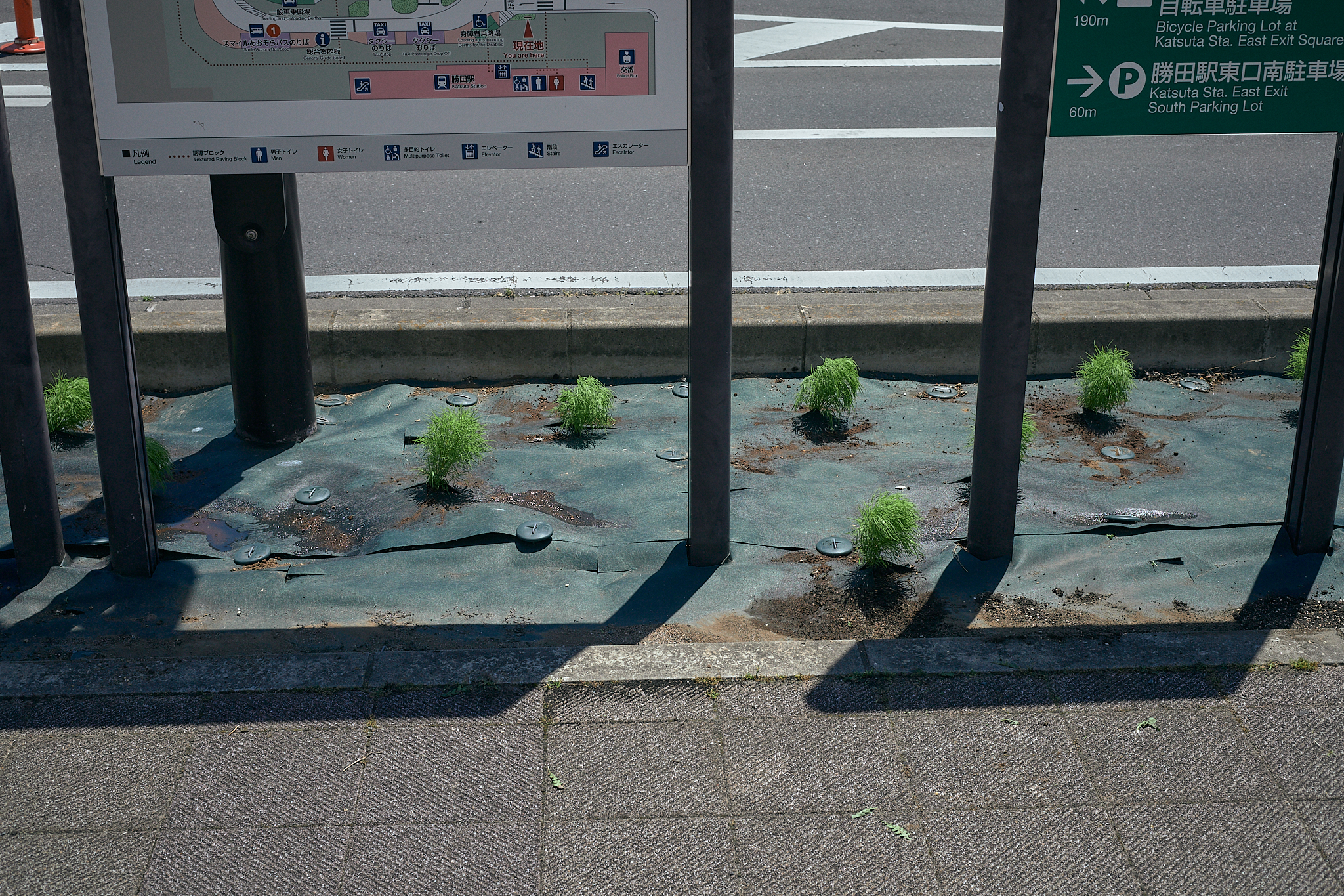 勝田駅前花壇コキア苗植え ひたちなかベストライオンズクラブ 茨城 ひたちなか ライオンズクラブ